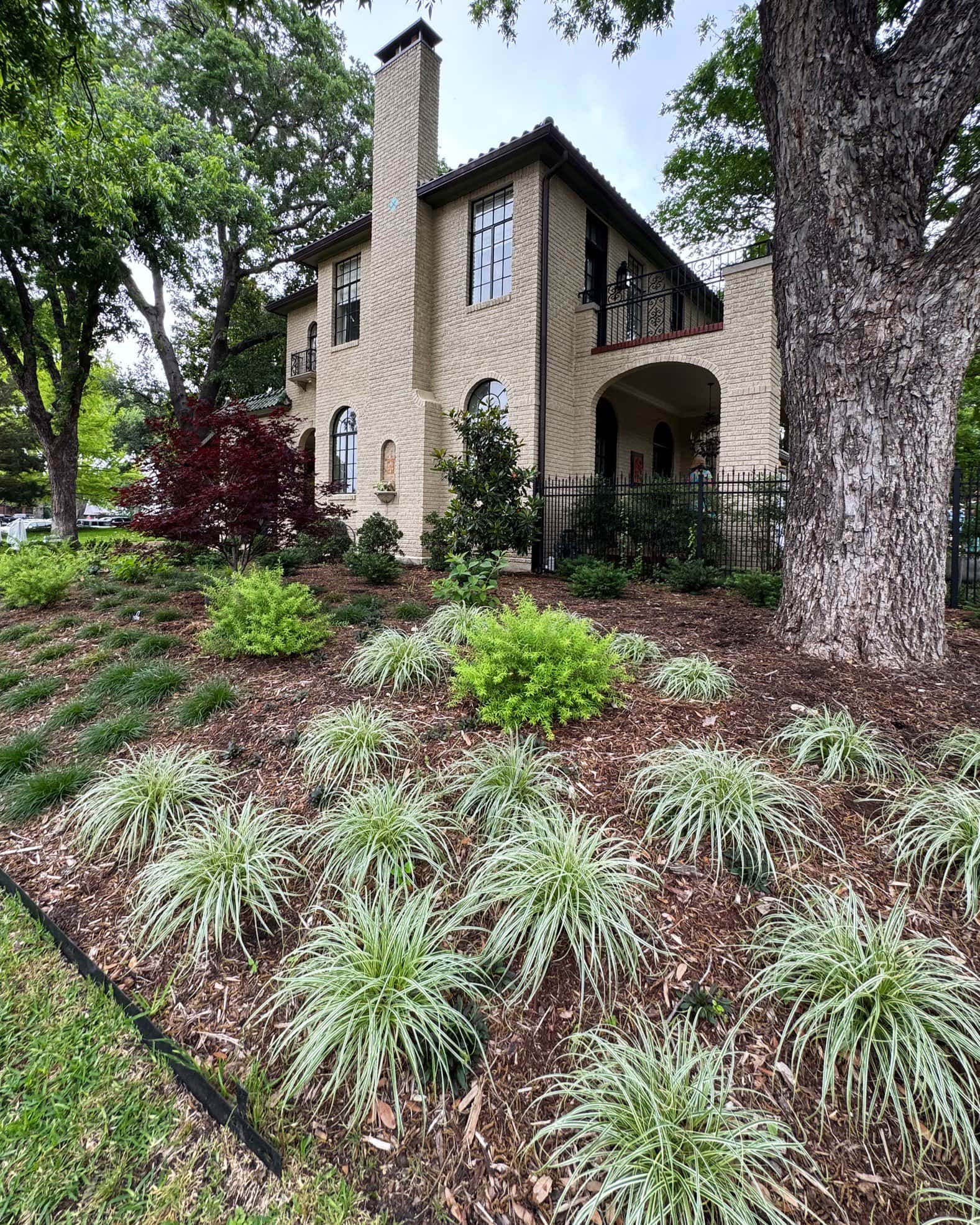 Feather Falls Carex Sedge Variegated - Image 7