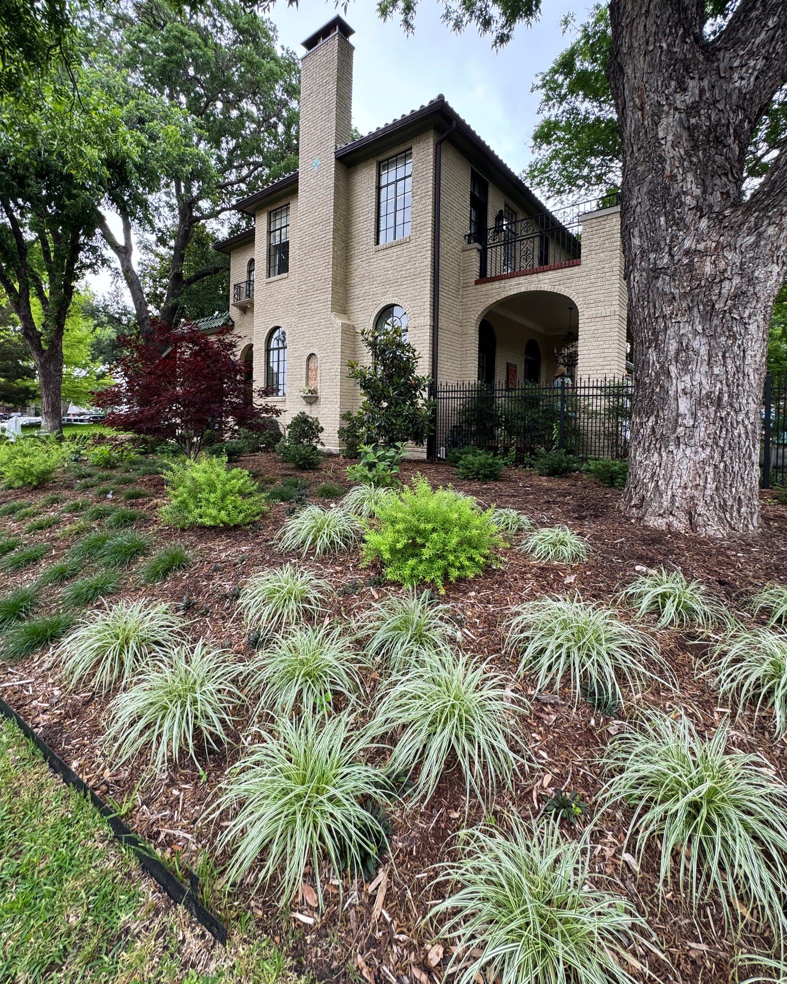 Feather Falls Carex Sedge - view 2