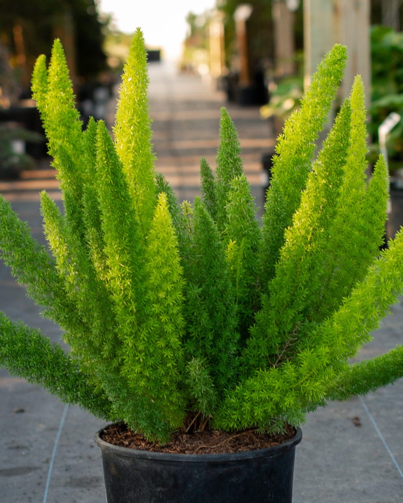 Foxtail Fern