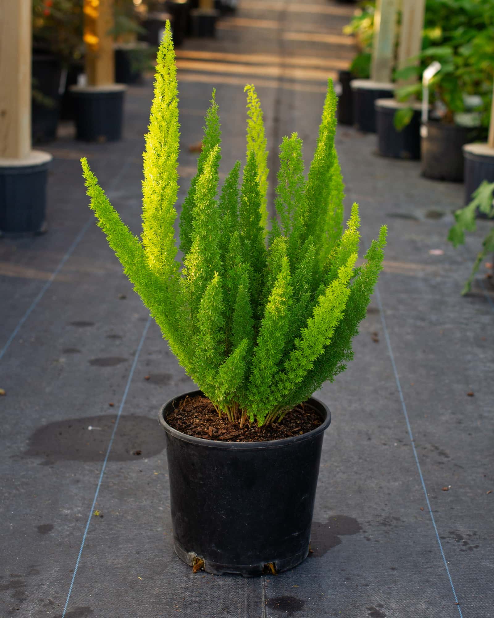 Foxtail Fern - Image 1