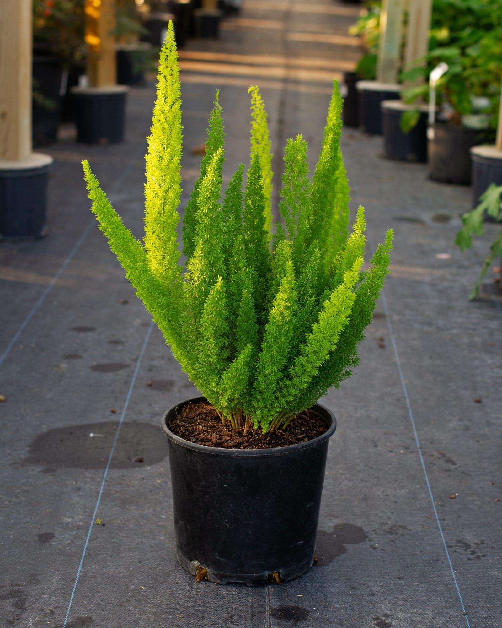 Foxtail Fern - view 2