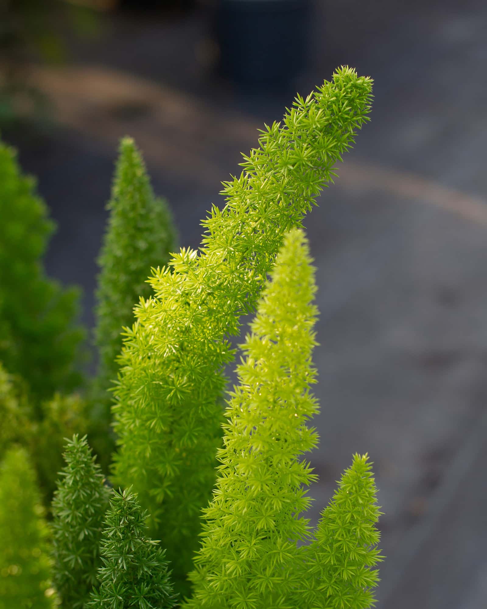 Foxtail Fern - Image 5