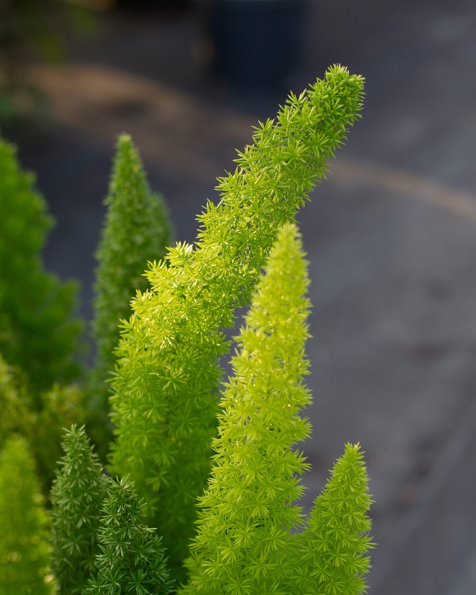 Foxtail Fern - view 3