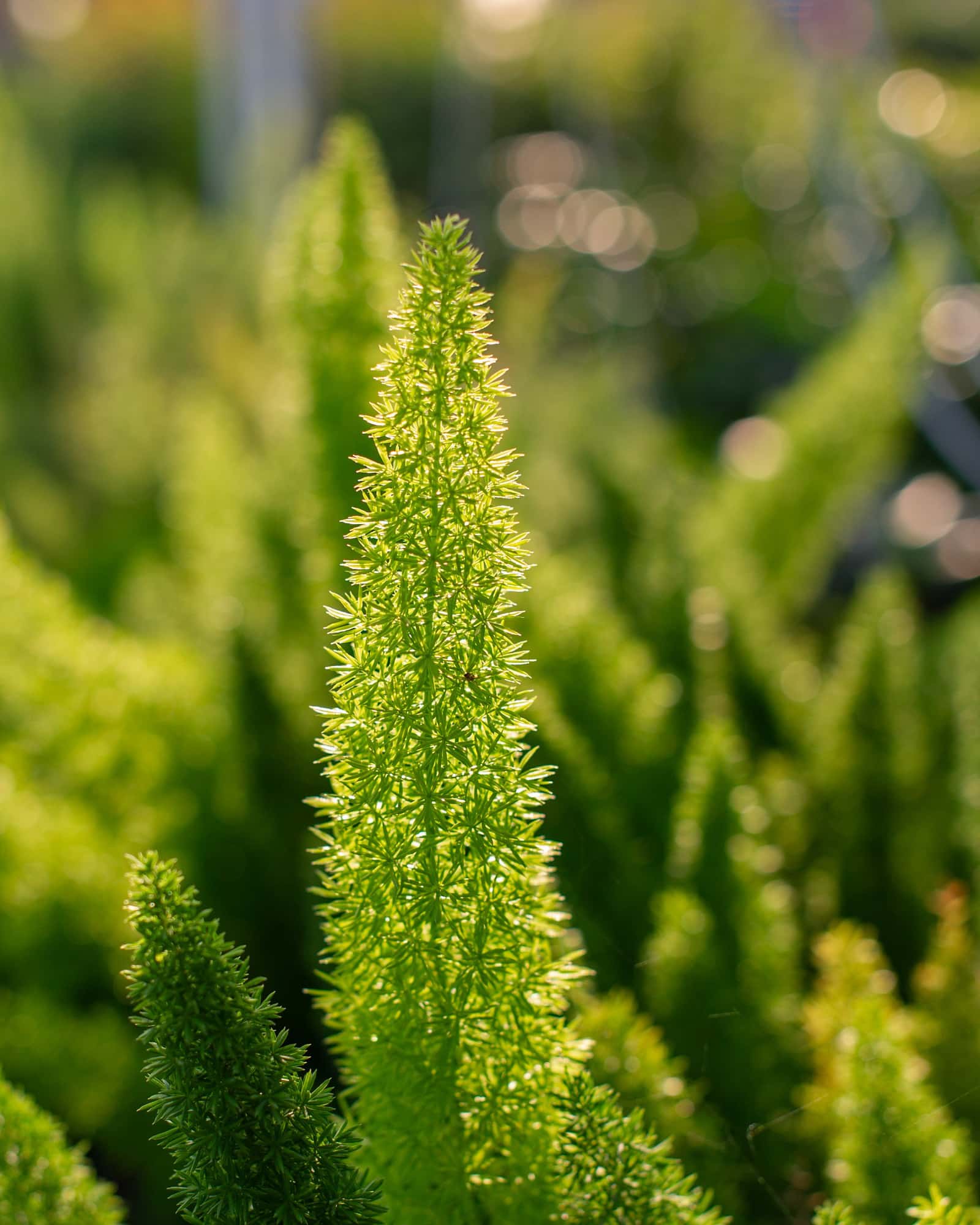 Foxtail Fern - Image 3