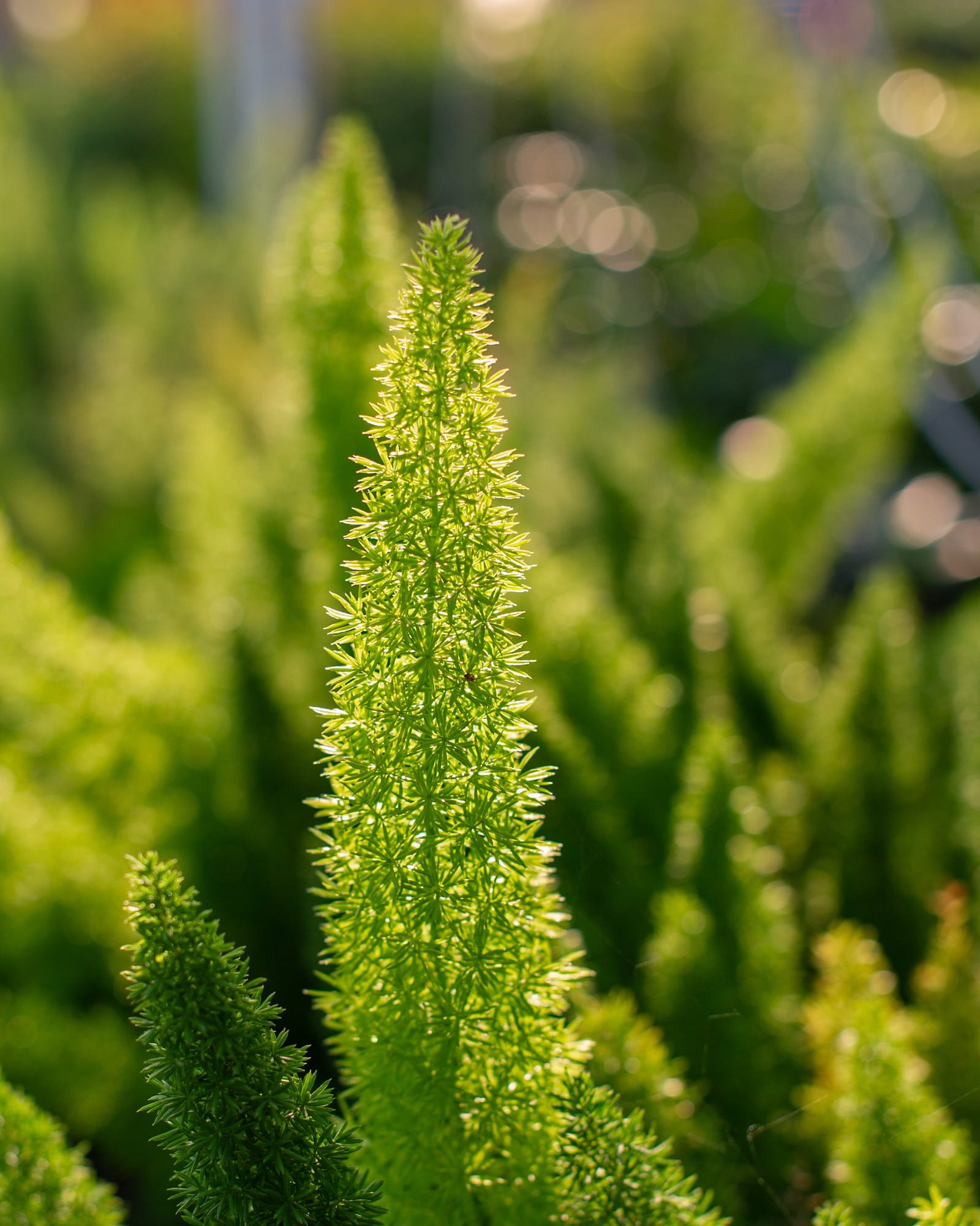 Foxtail Fern - view 4