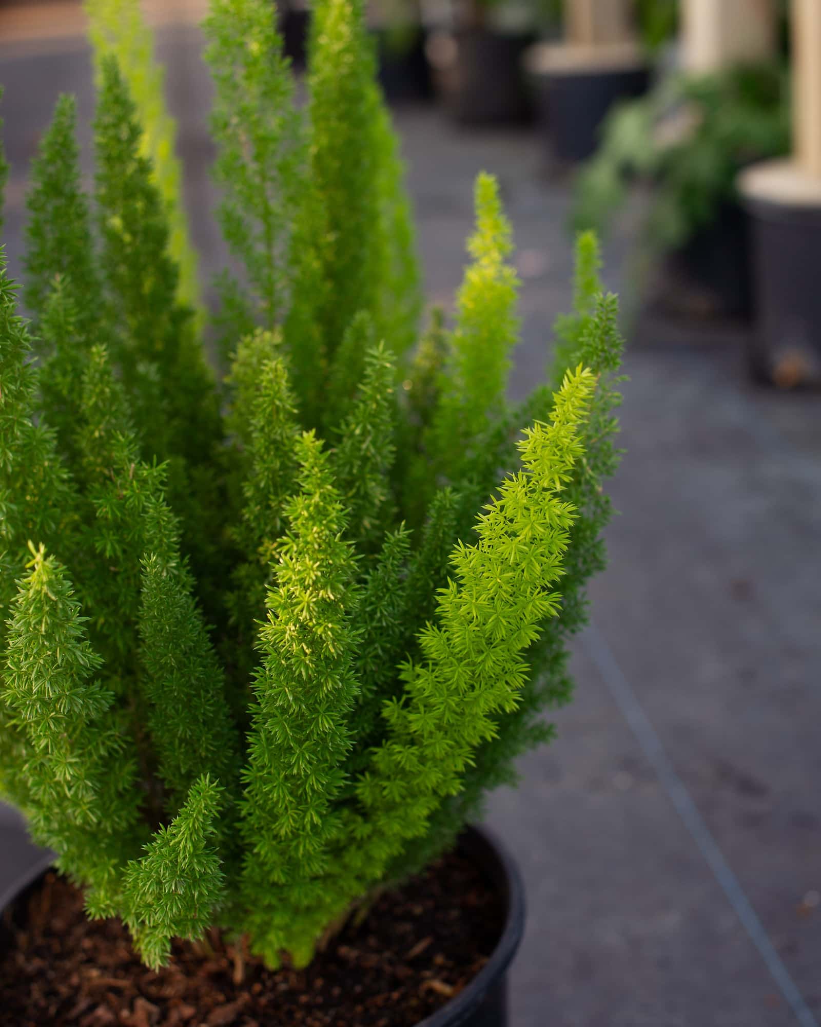 Foxtail Fern - Image 6