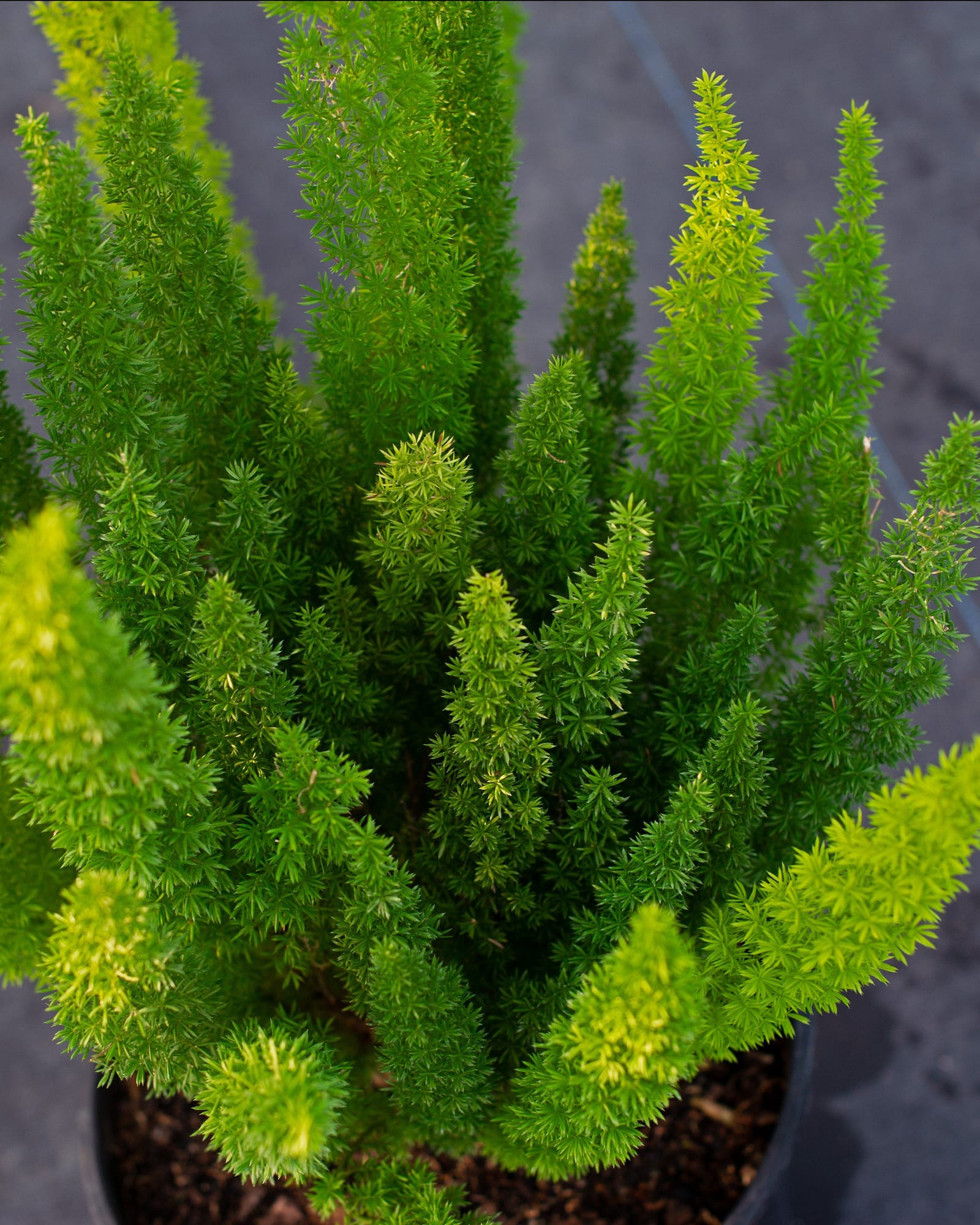 Foxtail Fern - view 5