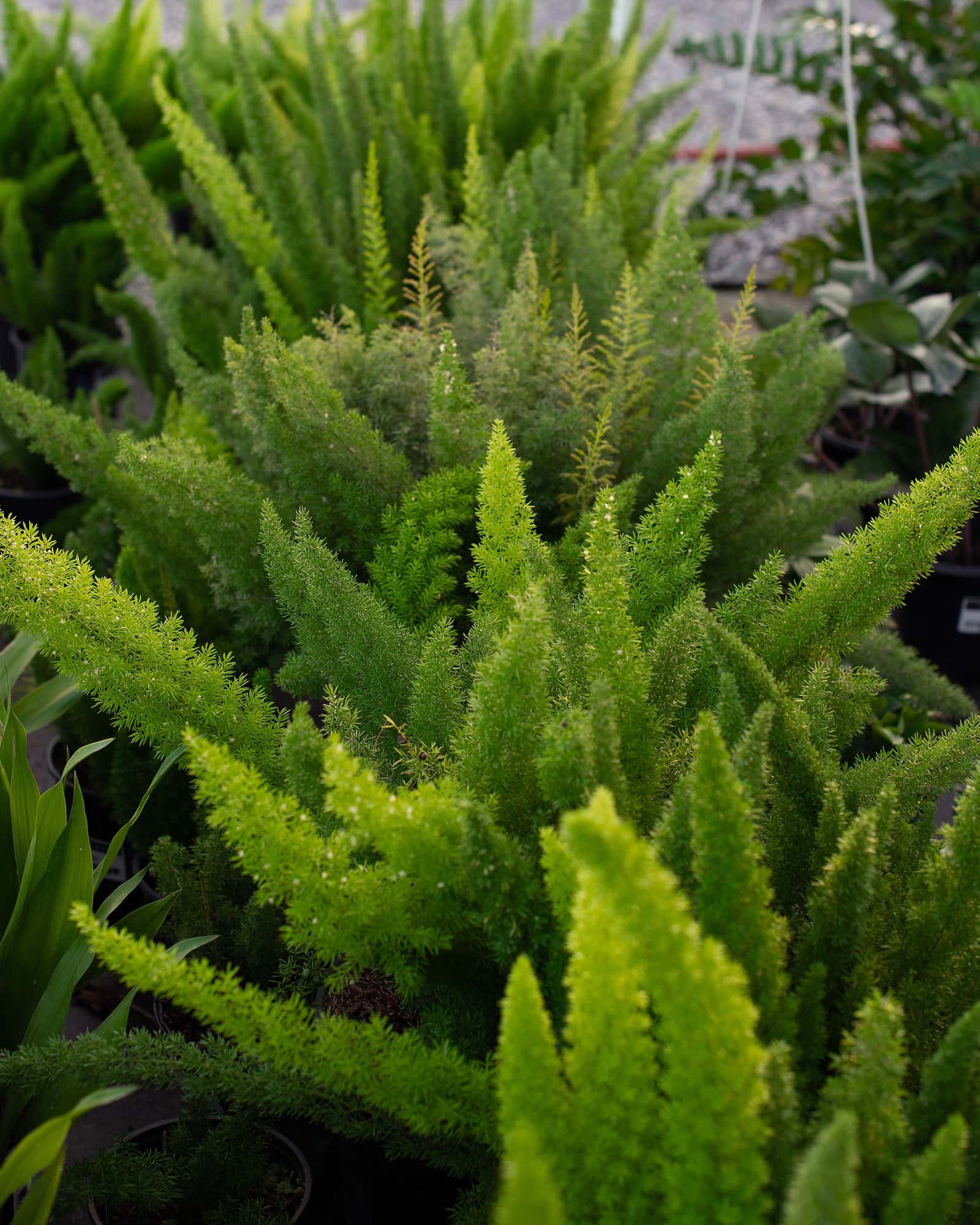 Foxtail Fern - Image 7