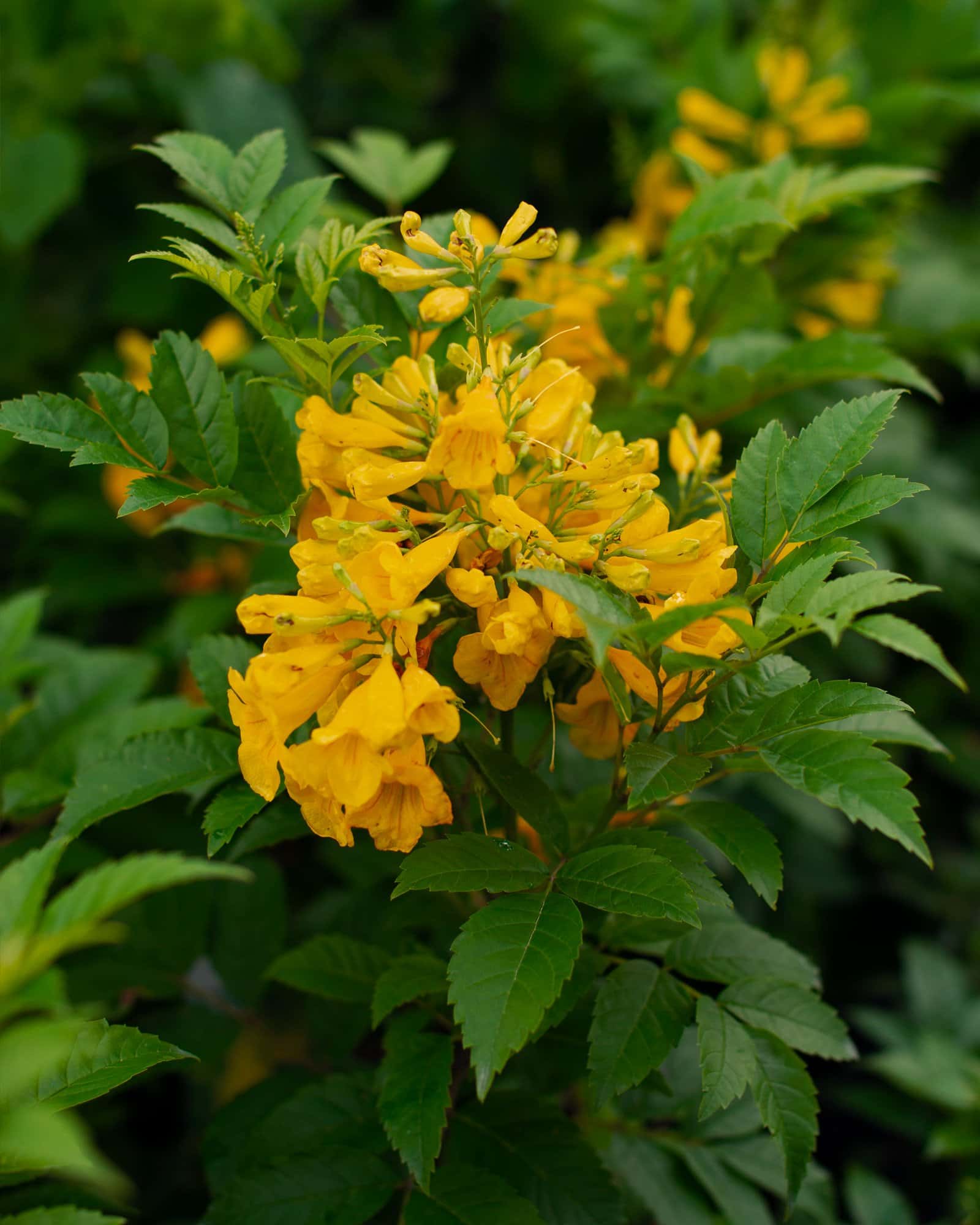 Gold Star Esperanza - Main Image