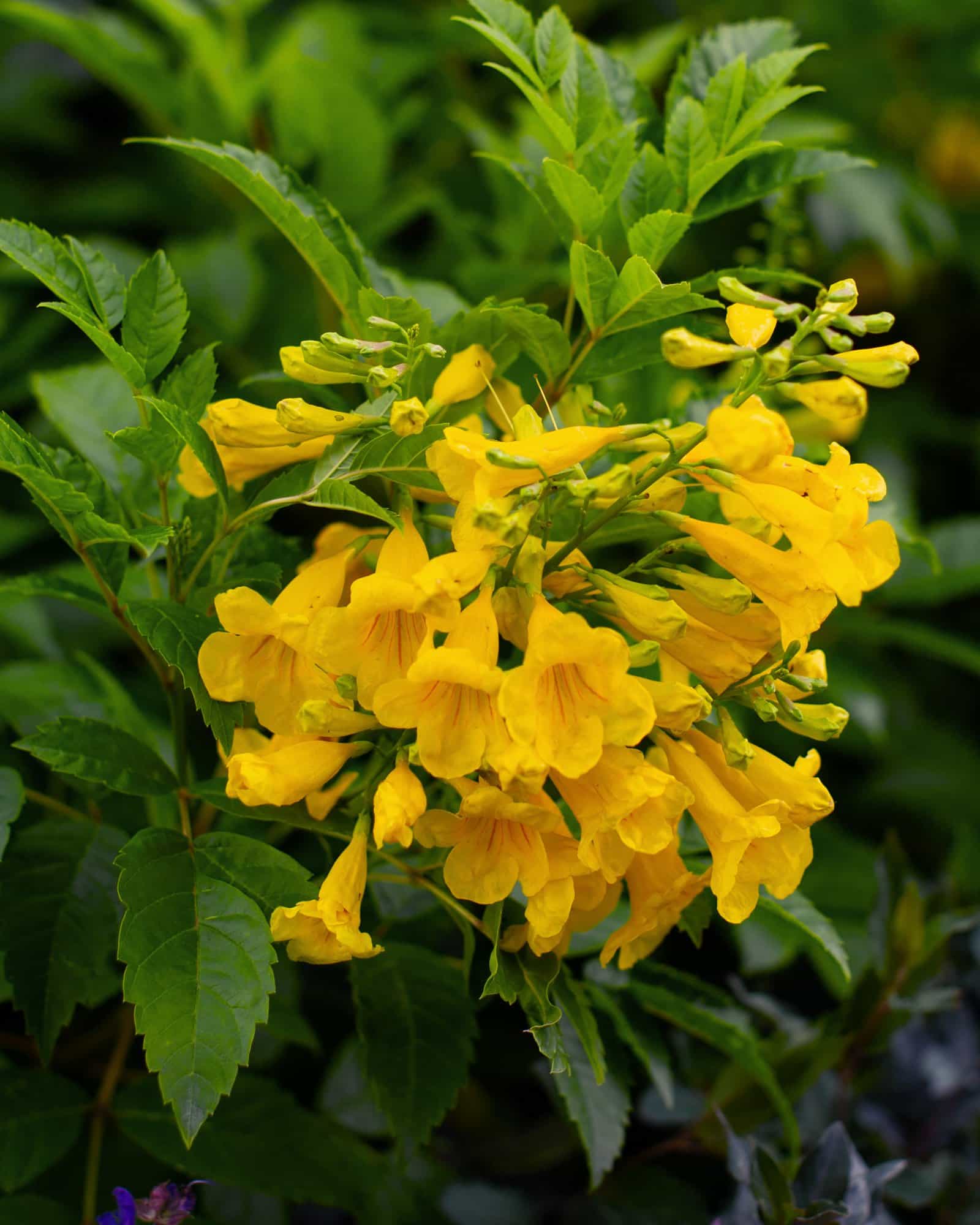 Gold Star Esperanza - view 2