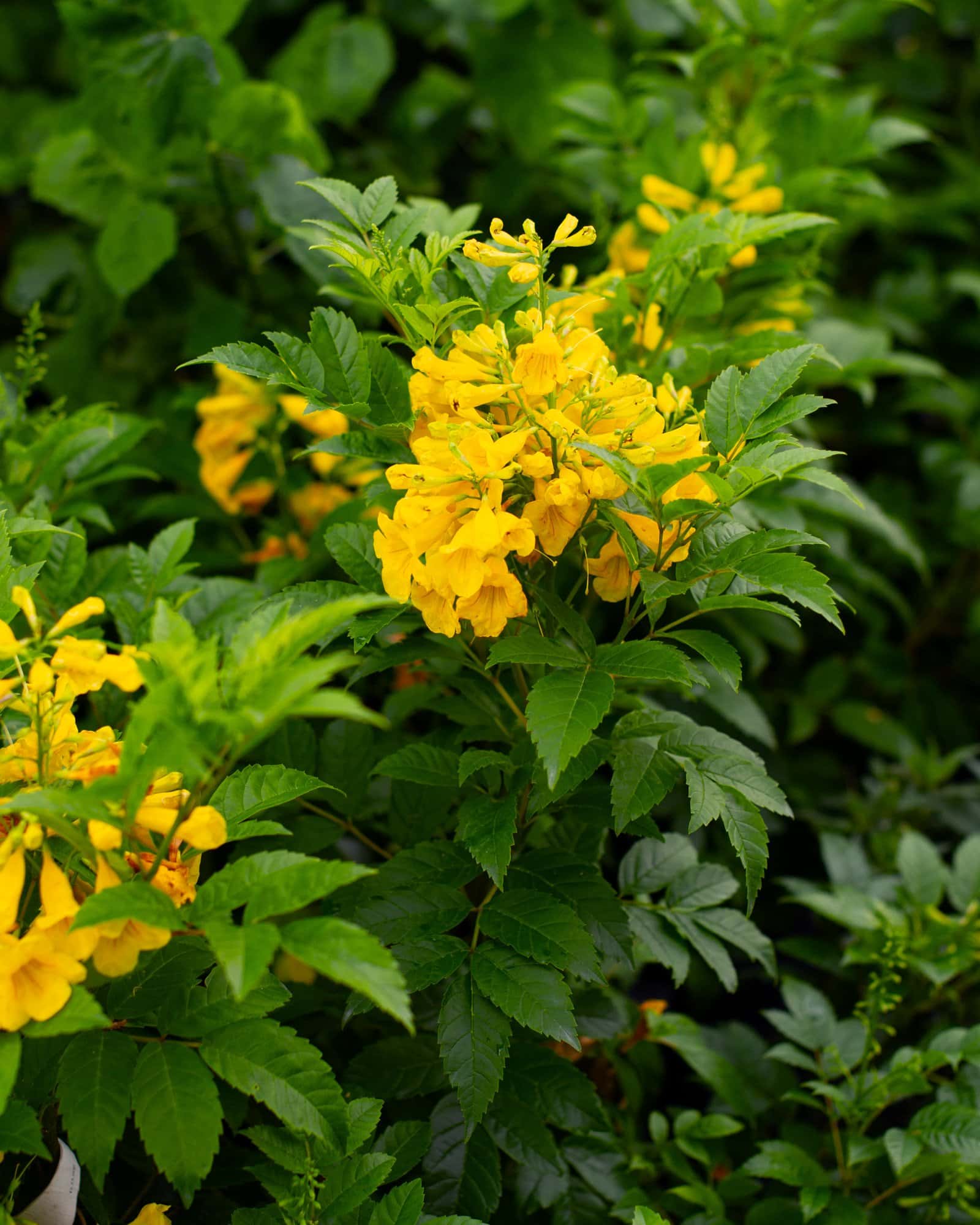 Gold Star Esperanza - Image 3