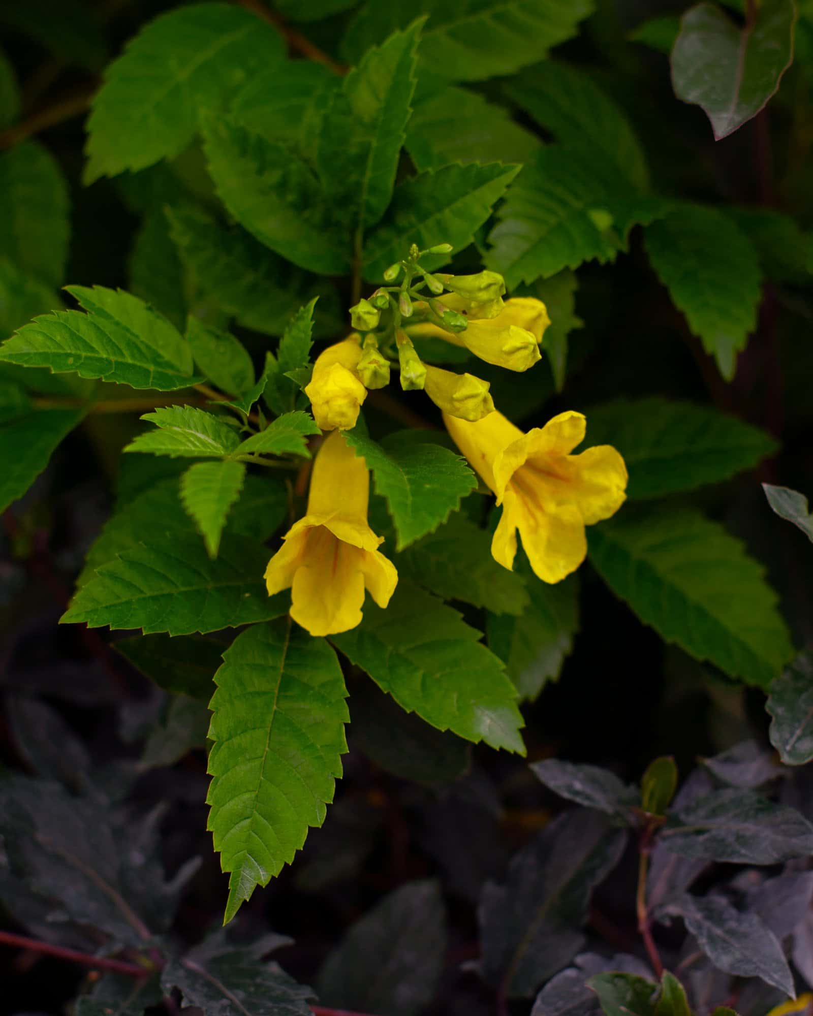 Gold Star Esperanza - Image 4