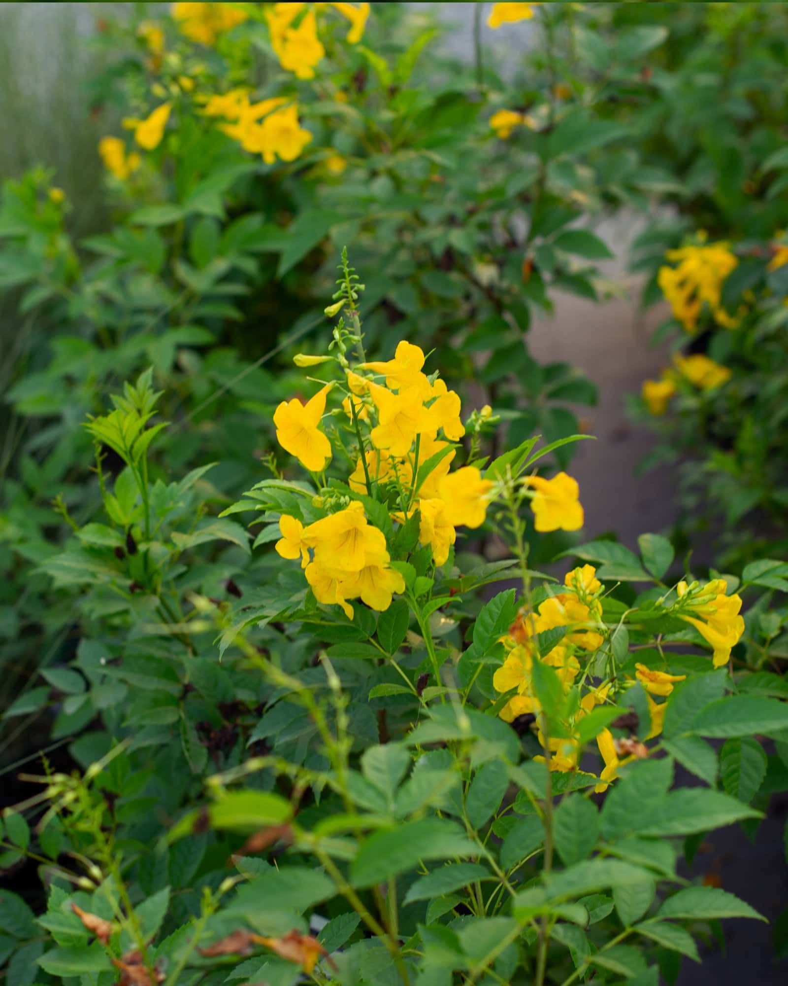 Gold Star Esperanza - Image 6