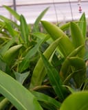 Green Shell Ginger thumbnail 1
