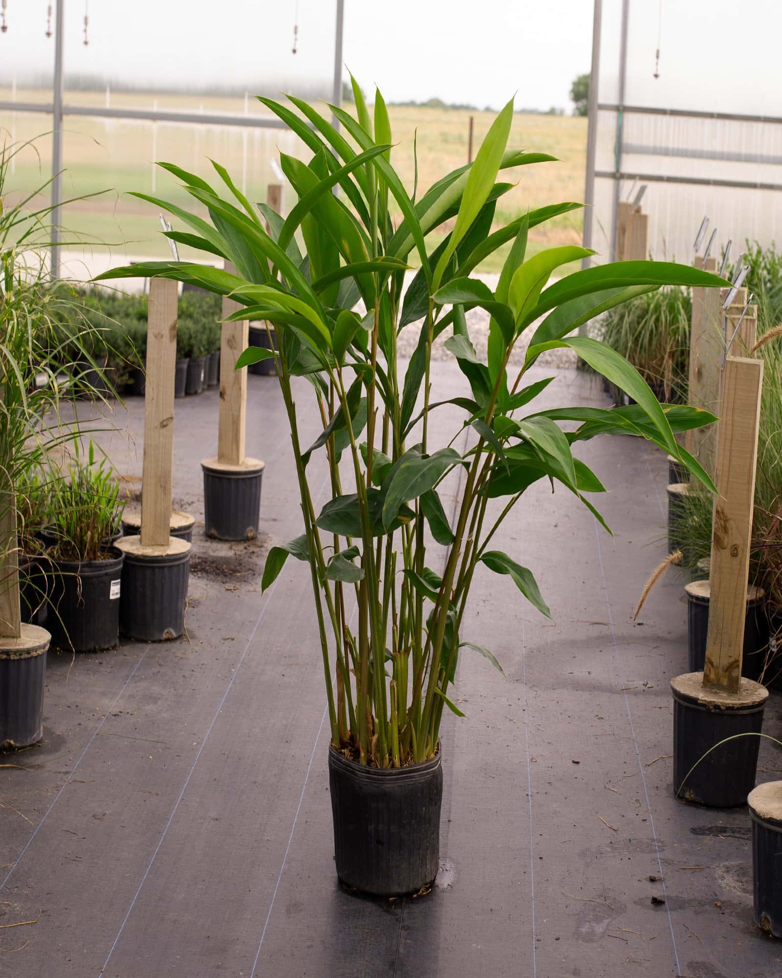 Green Shell Ginger - Image 1