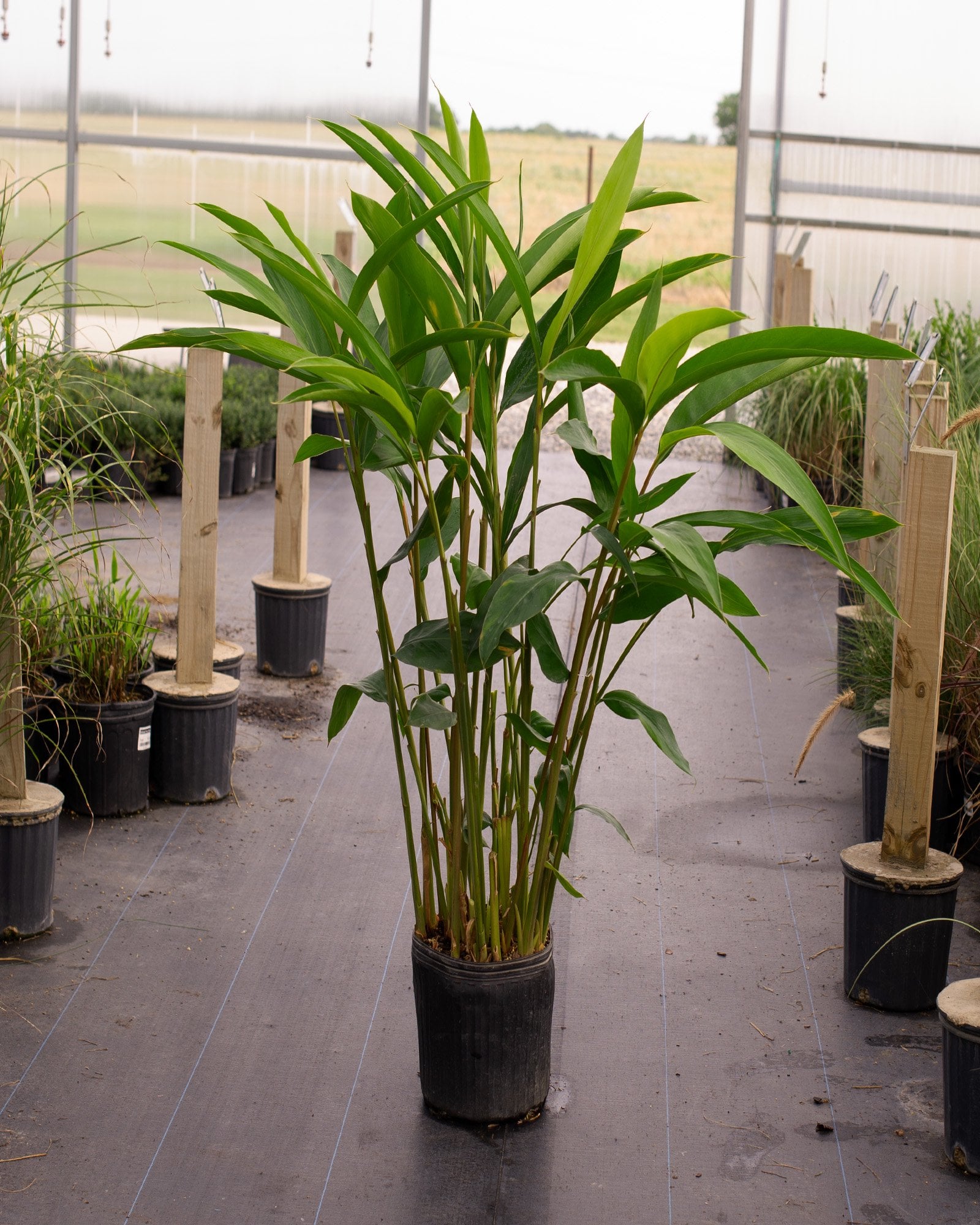 Green Shell Ginger - Image 1