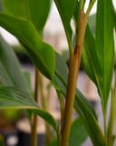 Green Shell Ginger thumbnail 3