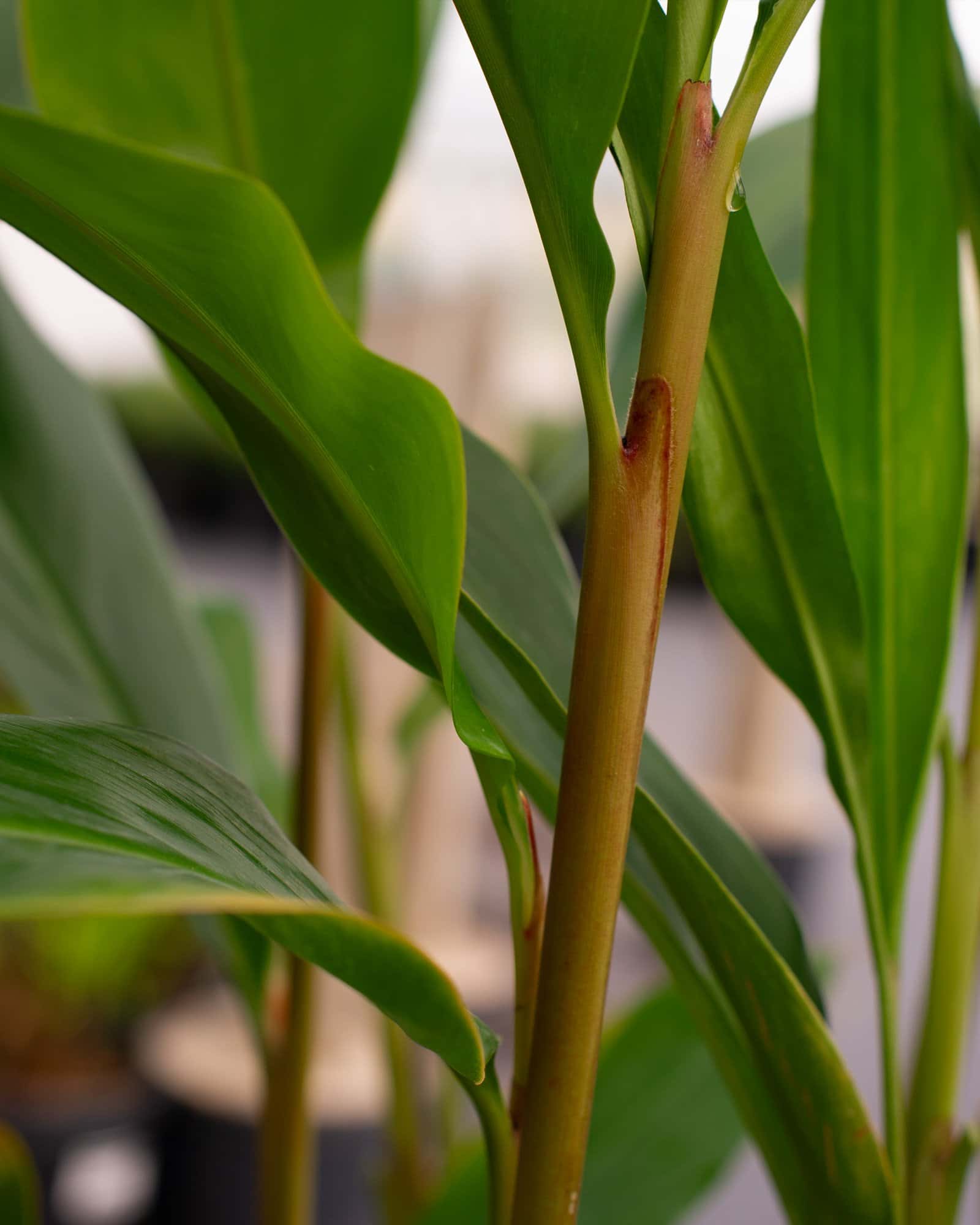 Green Shell Ginger - Image 2