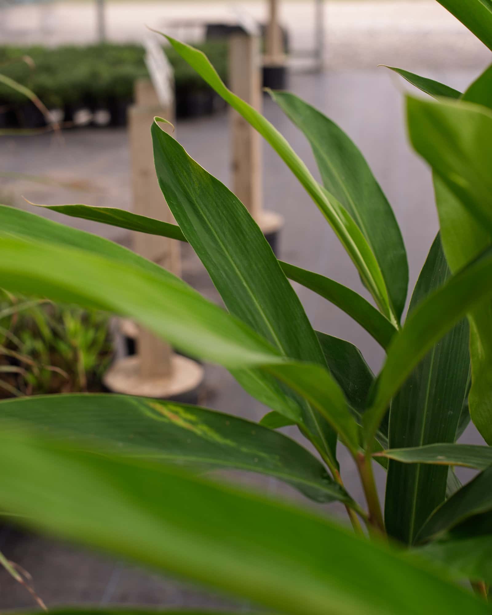 Green Shell Ginger - Image 3