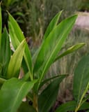Green Shell Ginger thumbnail 6