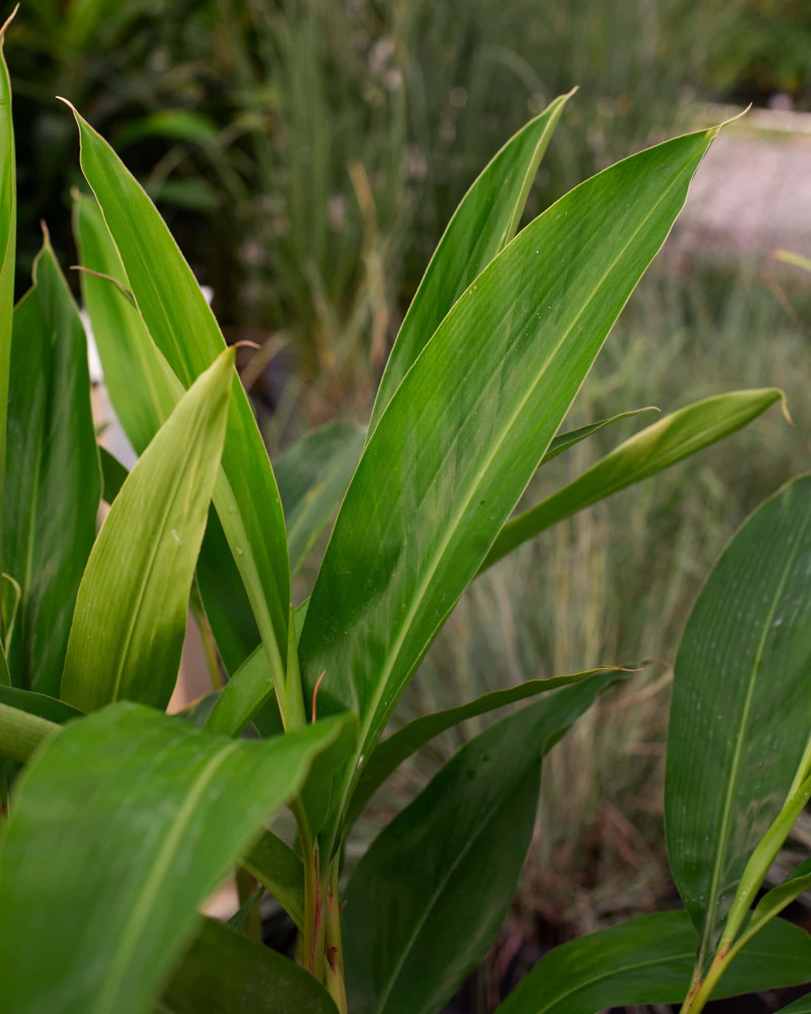Green Shell Ginger - Image 5