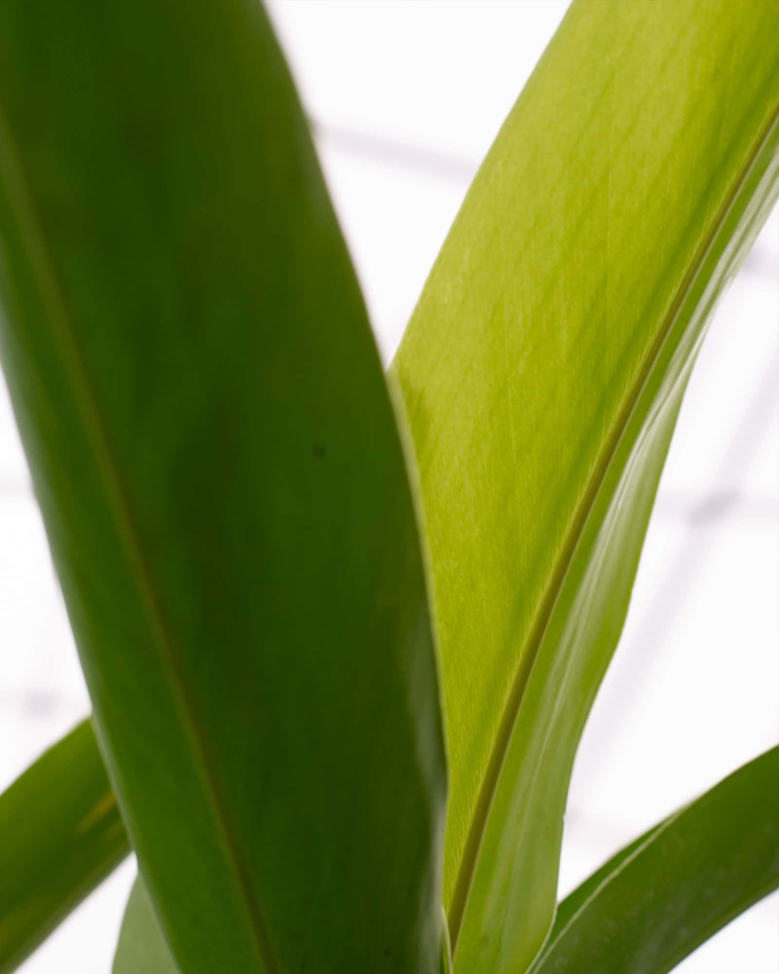 Green Shell Ginger - Image 4
