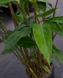 Green Shell Ginger thumbnail 8