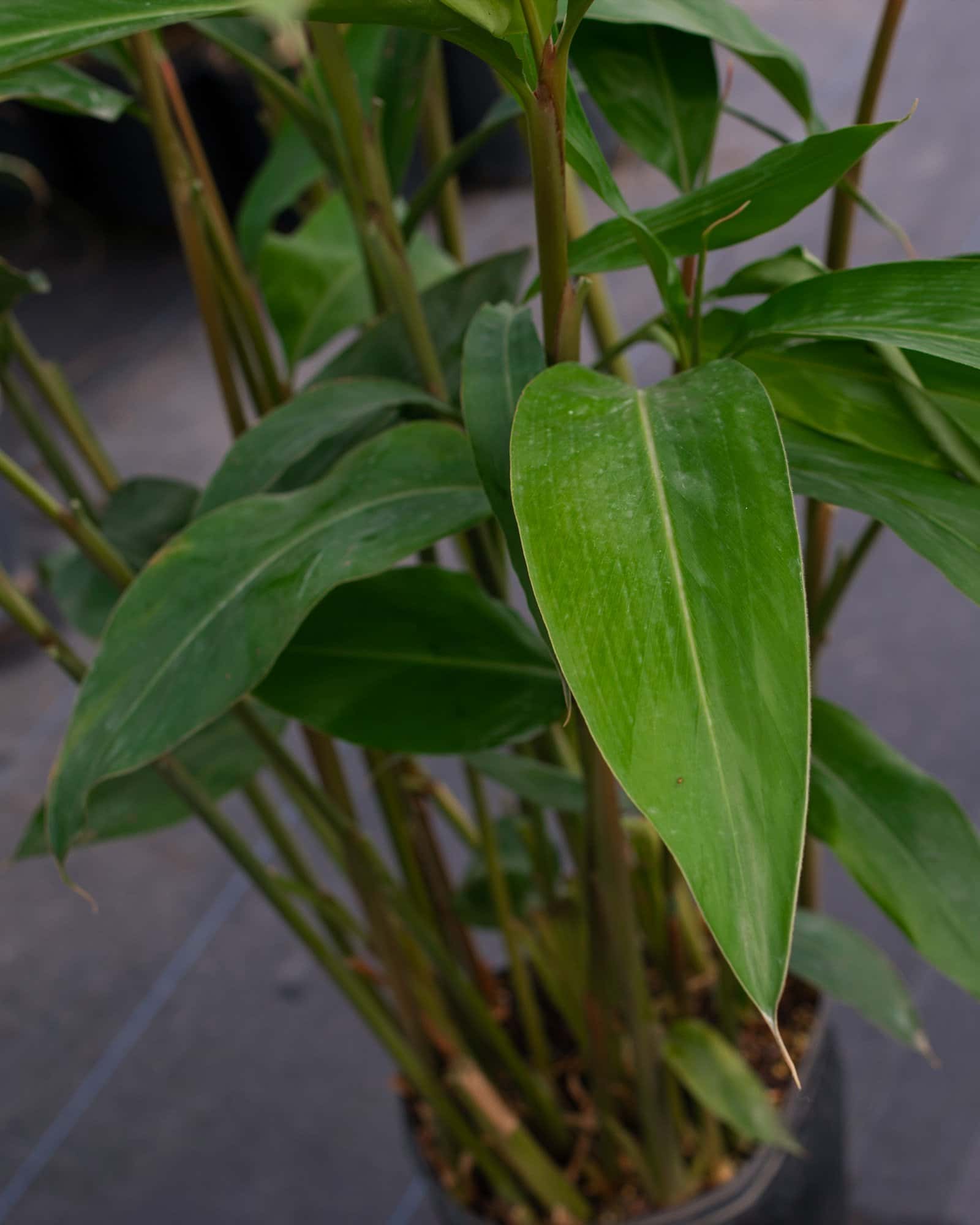 Green Shell Ginger - Image 7