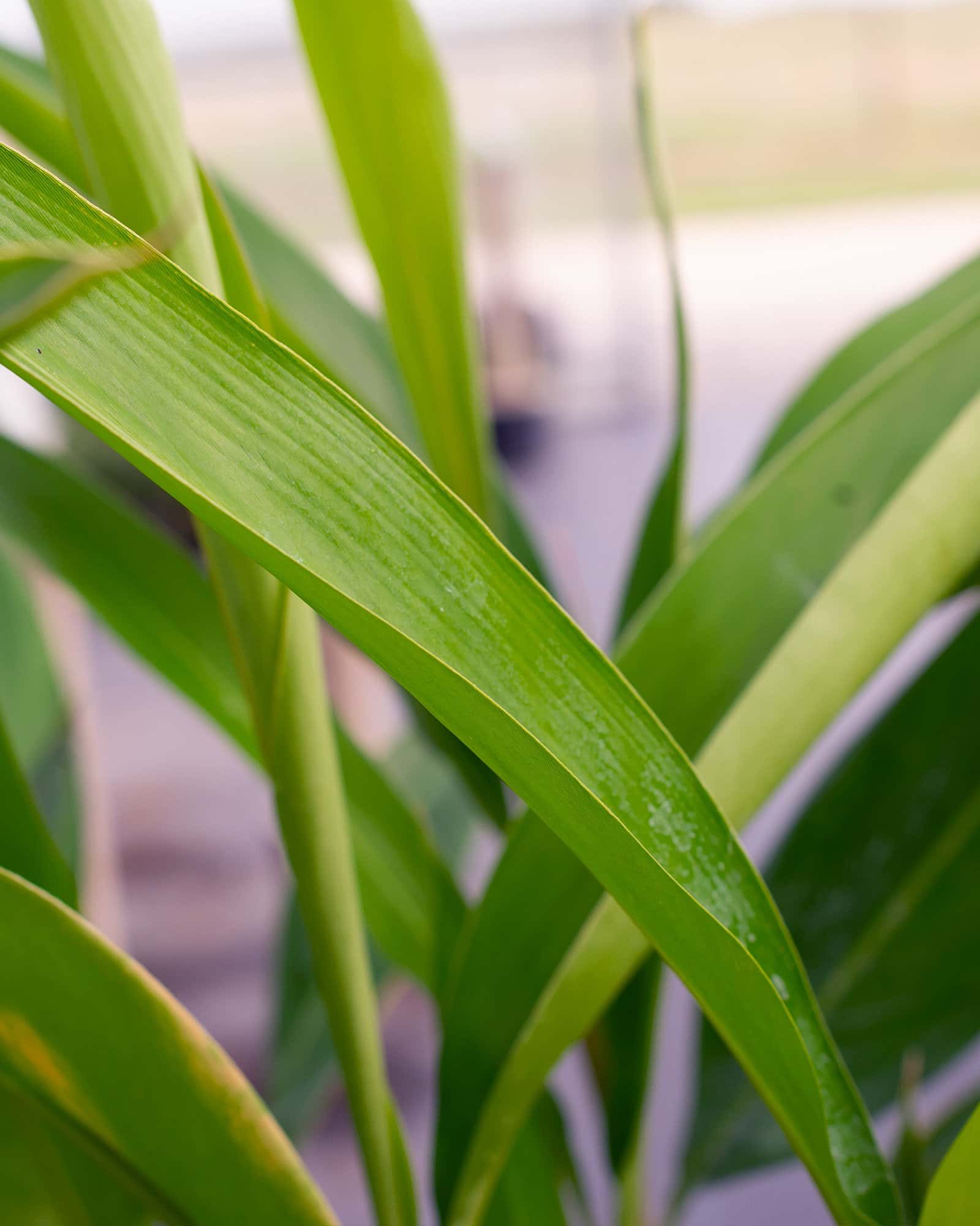 Green Shell Ginger - Image 6