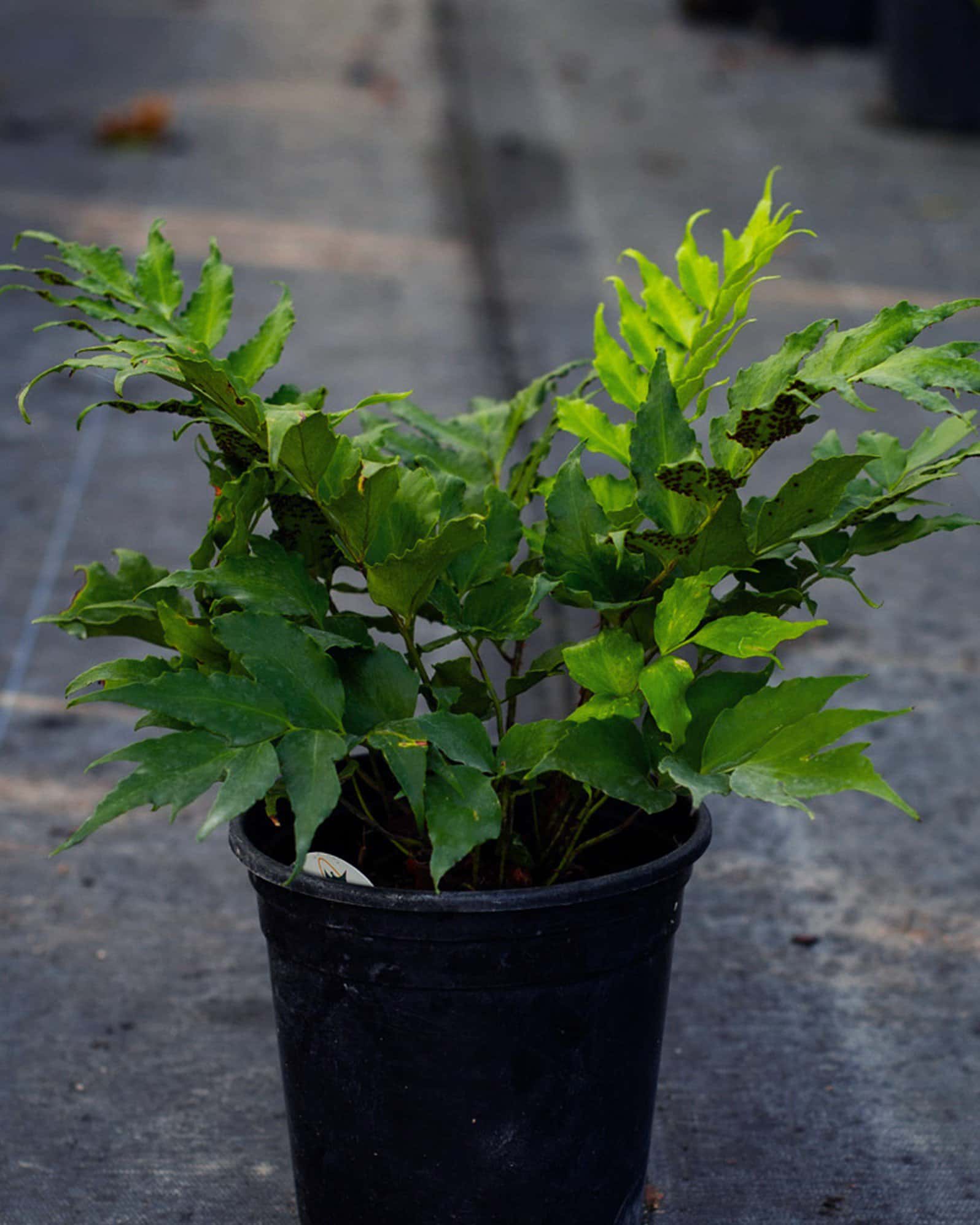 Holly Fern - Main Image