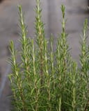 Huntington Carpet Rosemary thumbnail 1