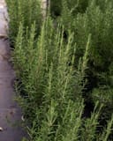 Huntington Carpet Rosemary thumbnail 6