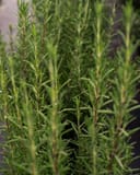 Huntington Carpet Rosemary thumbnail 7