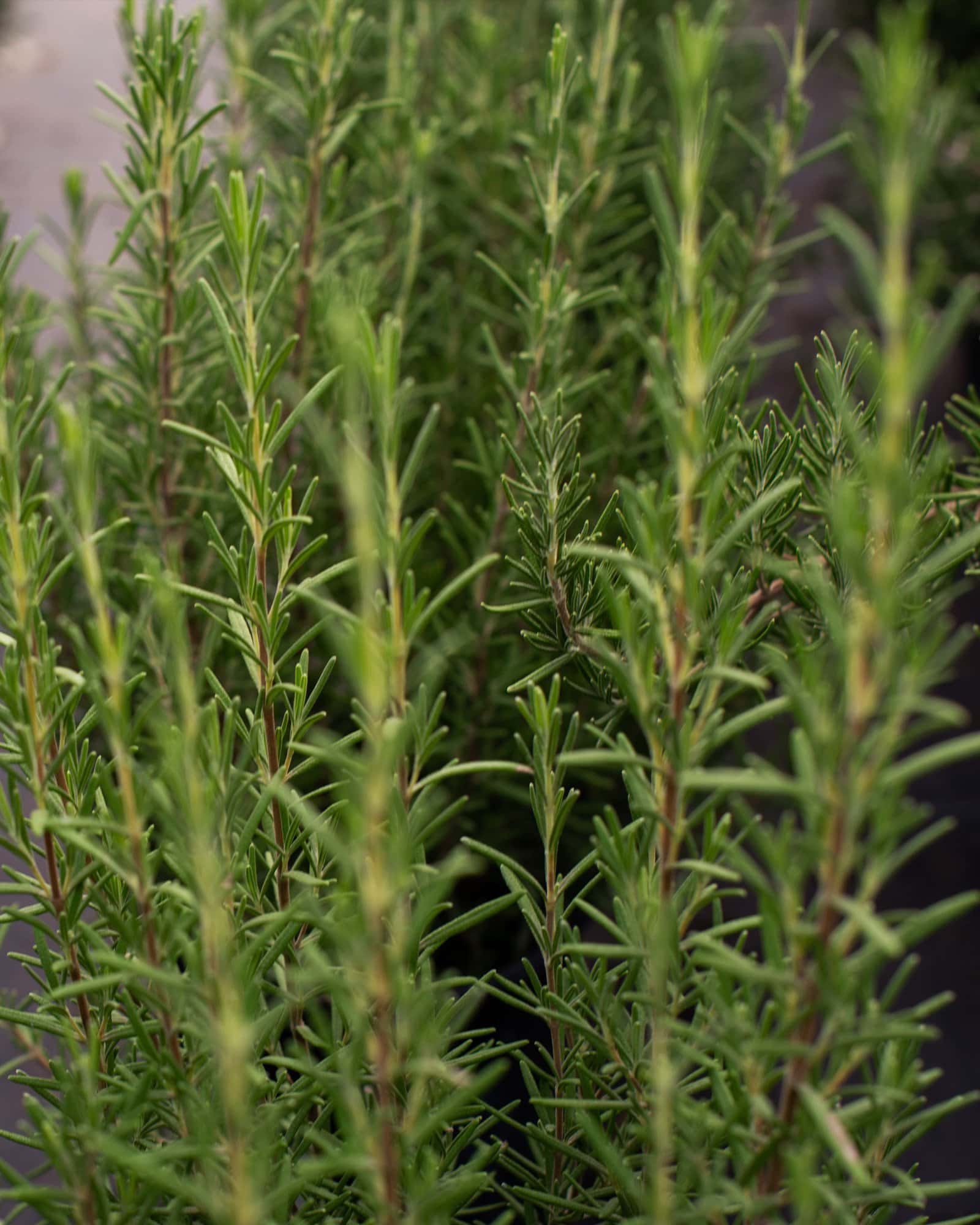 Huntington Carpet Rosemary - Image 6