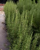 Huntington Carpet Rosemary thumbnail 8