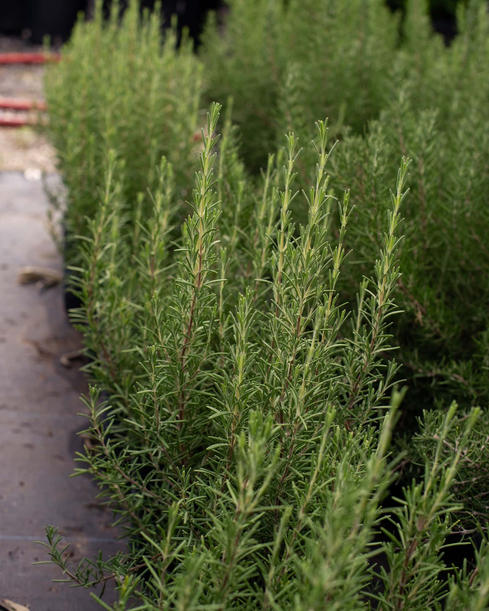 Huntington Carpet Rosemary - Image 7