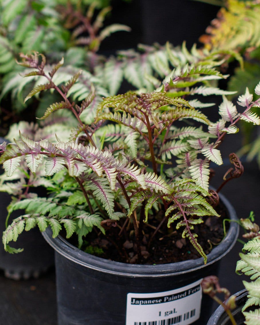 Japanese Painted Fern