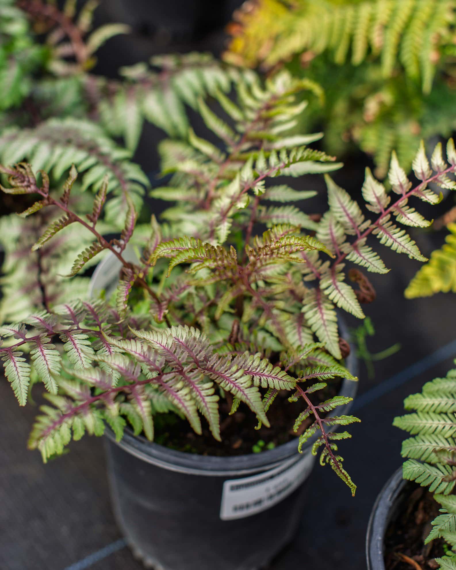 Japanese Painted Fern - Image 1