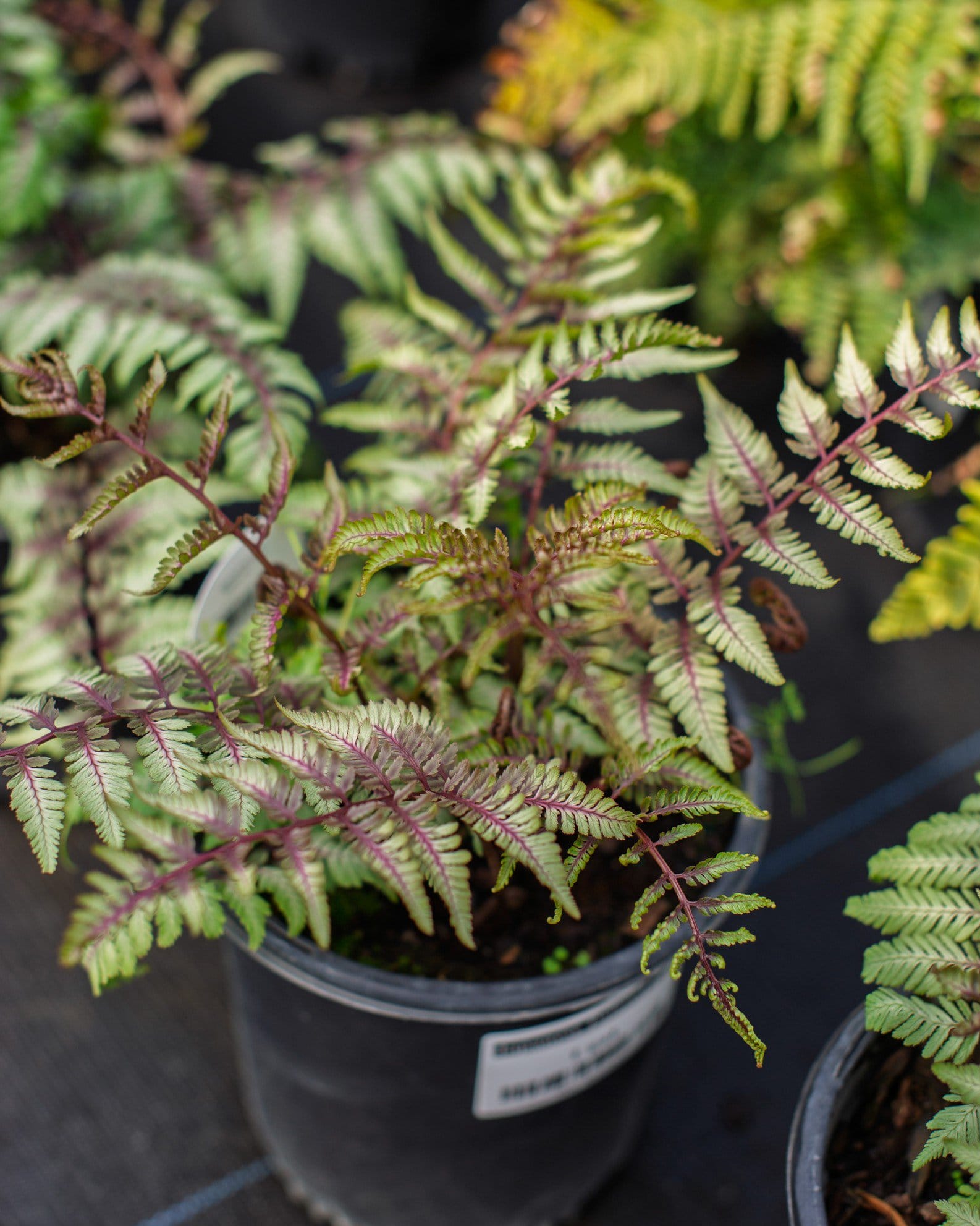 Japanese Painted Fern - view 3