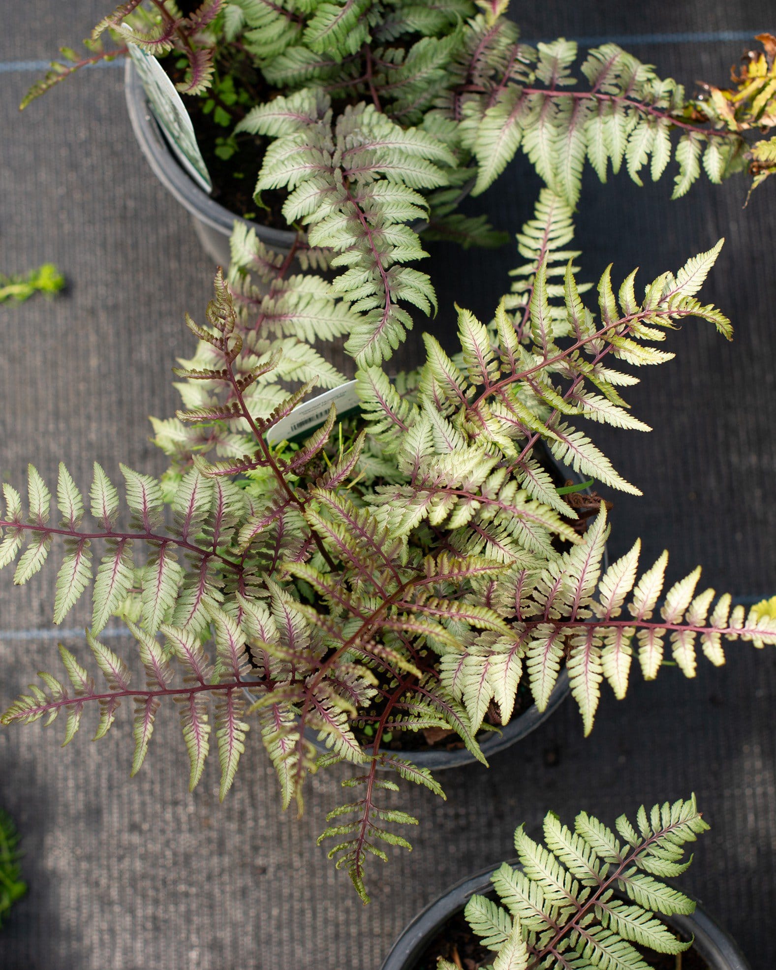 Japanese Painted Fern - view 4