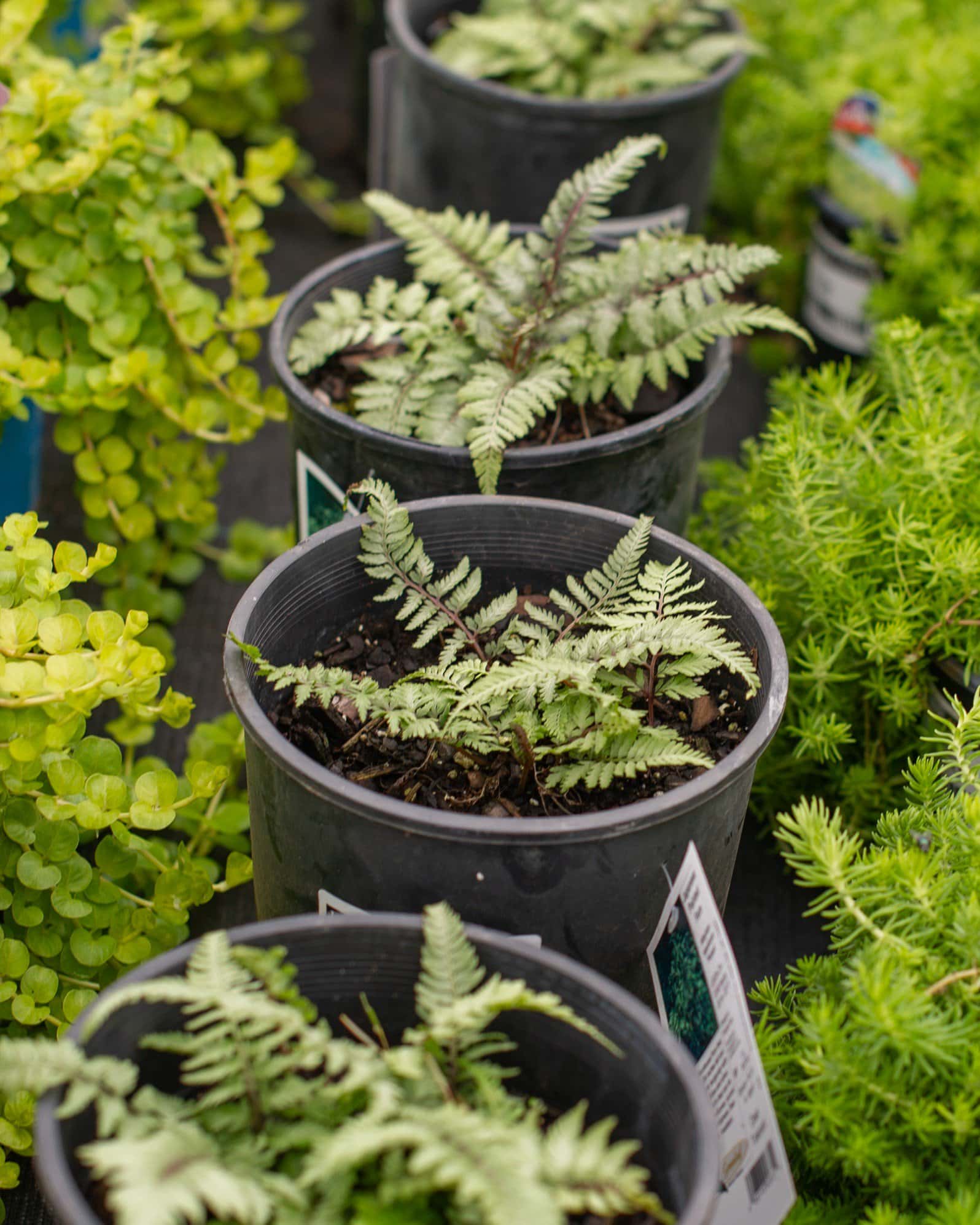 Japanese Painted Fern - Image 3