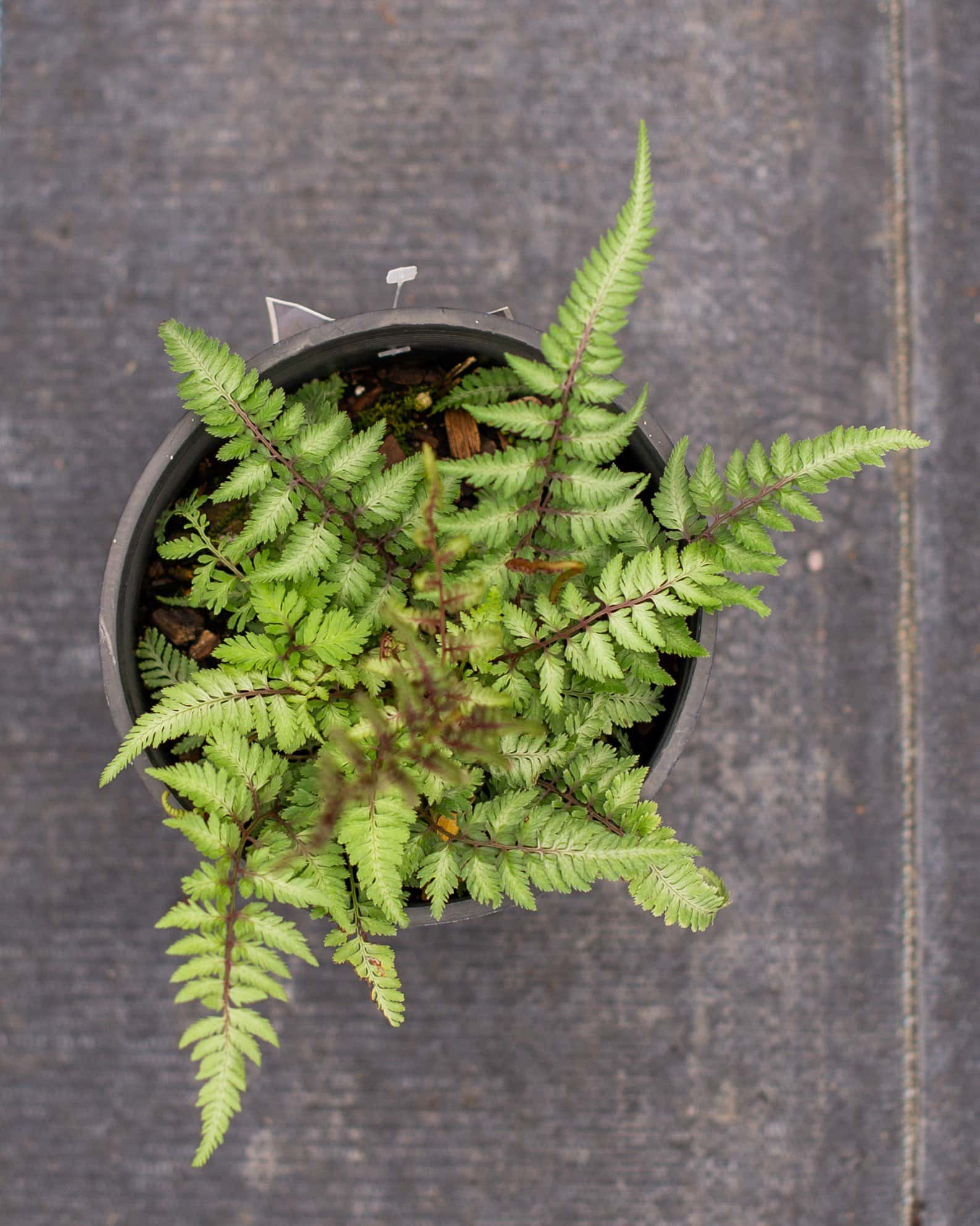 Japanese Painted Fern - Image 6