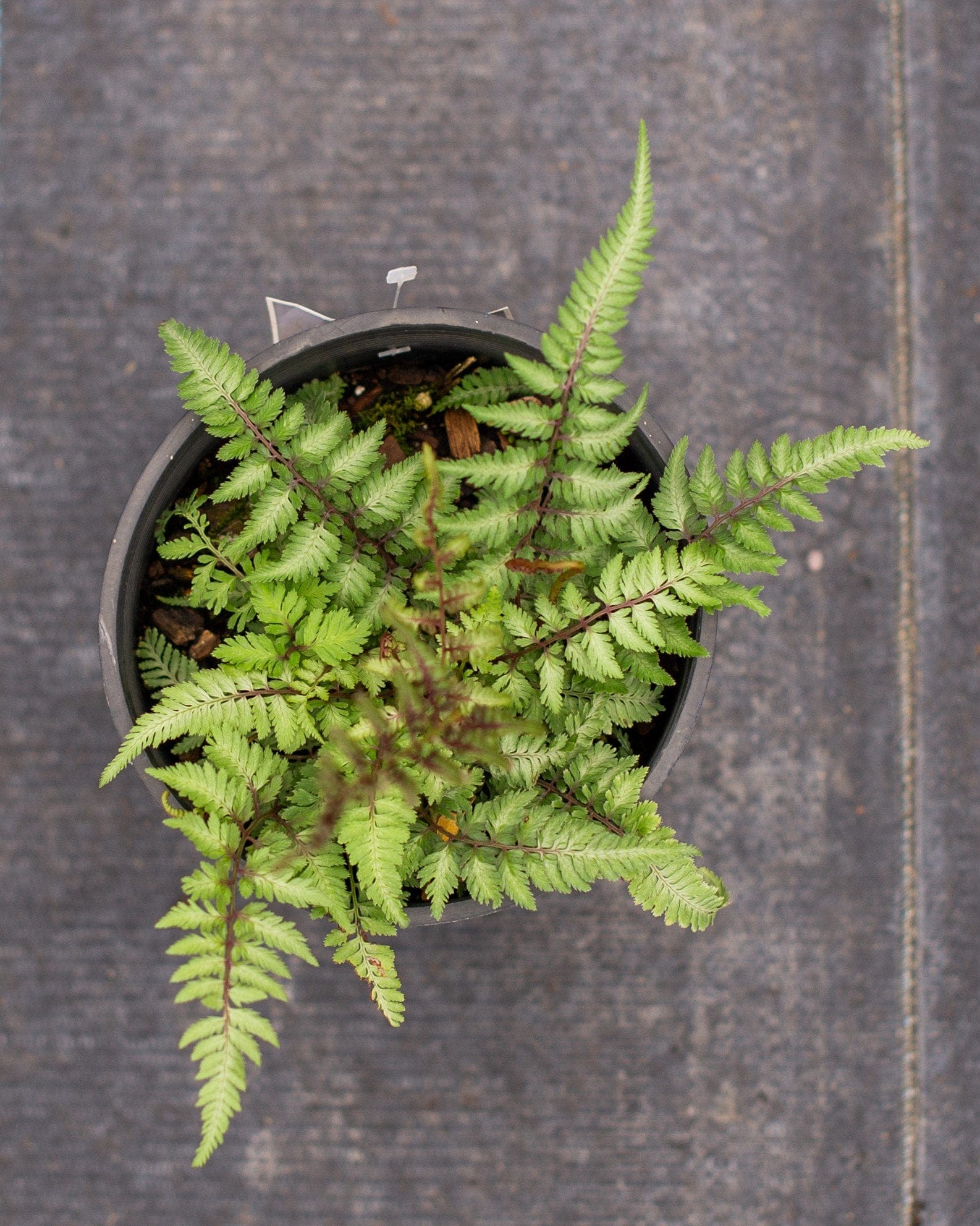 Japanese Painted Fern - view 2