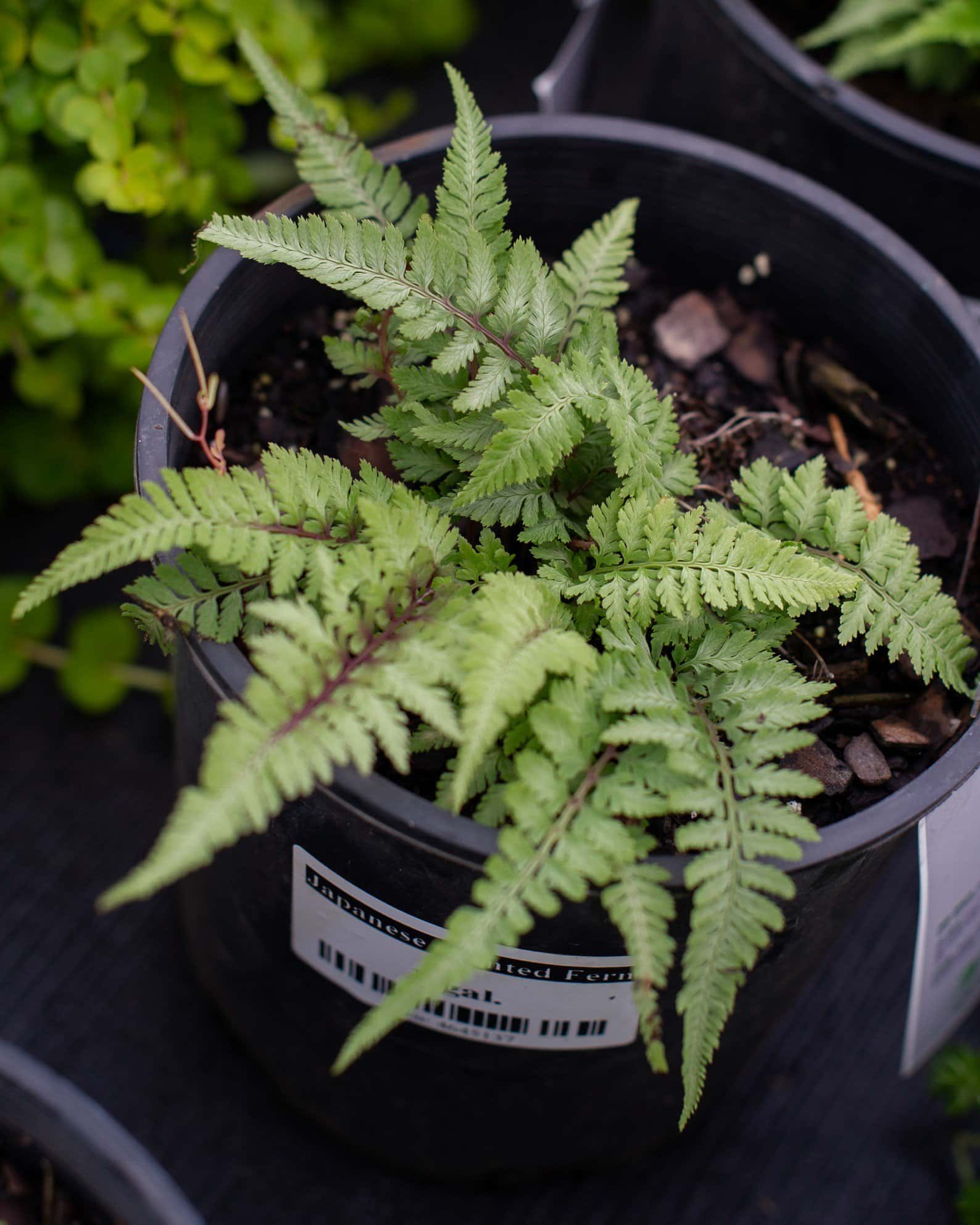 Japanese Painted Fern - Image 4