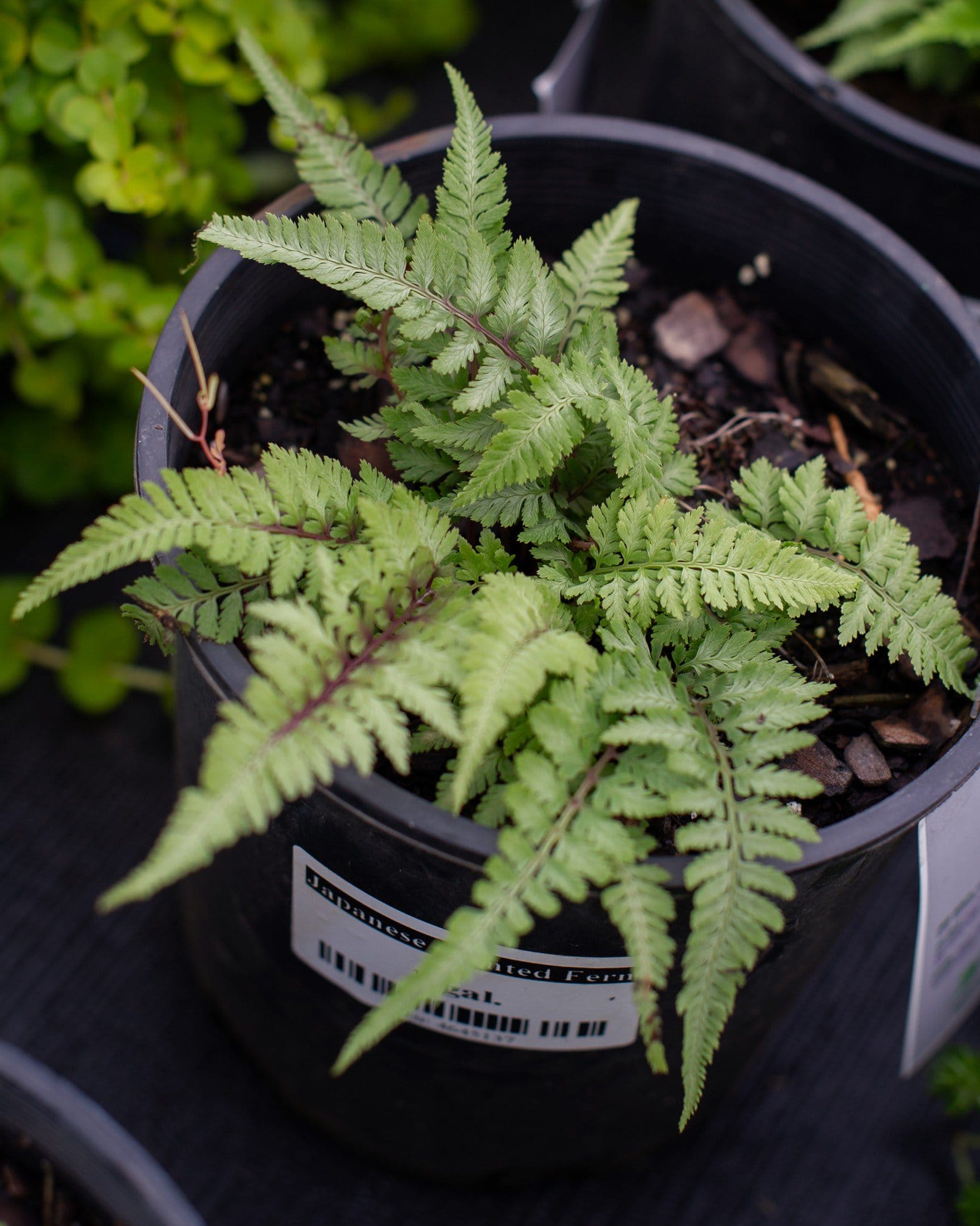 Japanese Painted Fern - view 5