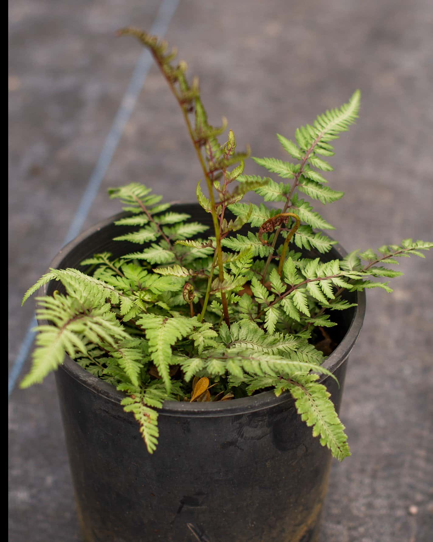 Japanese Painted Fern - Image 5