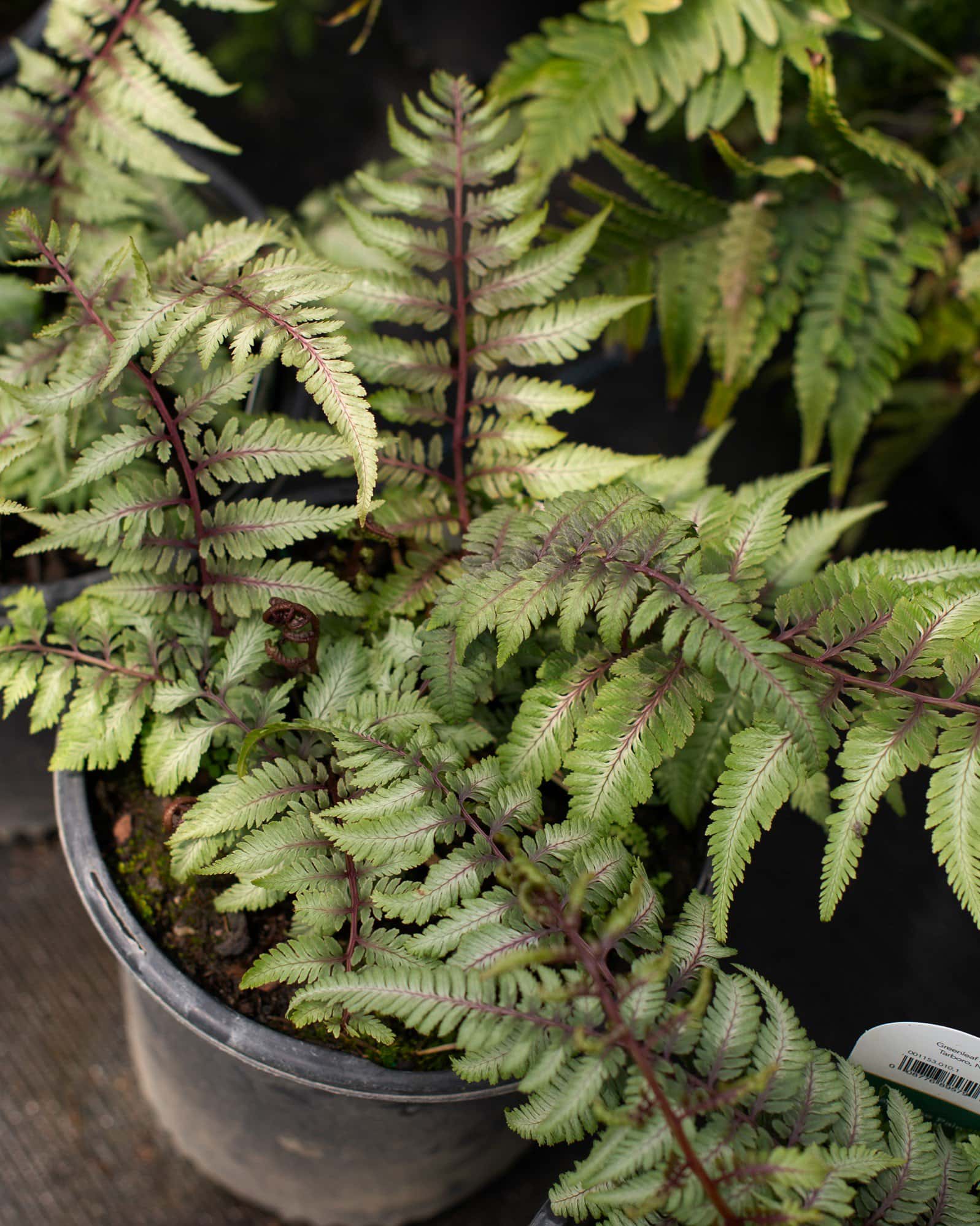 Japanese Painted Fern - Image 7
