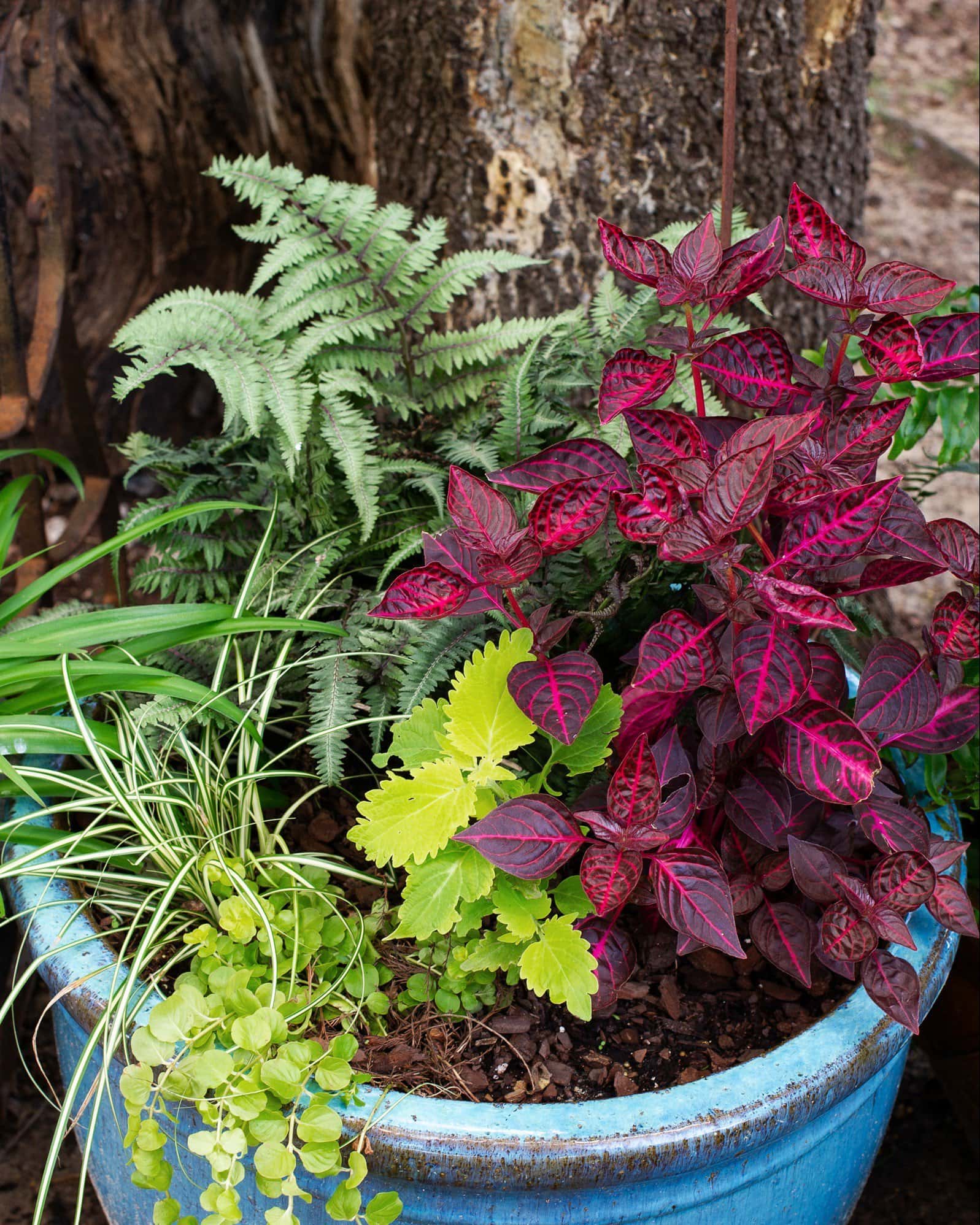 Japanese Painted Fern - Image 8