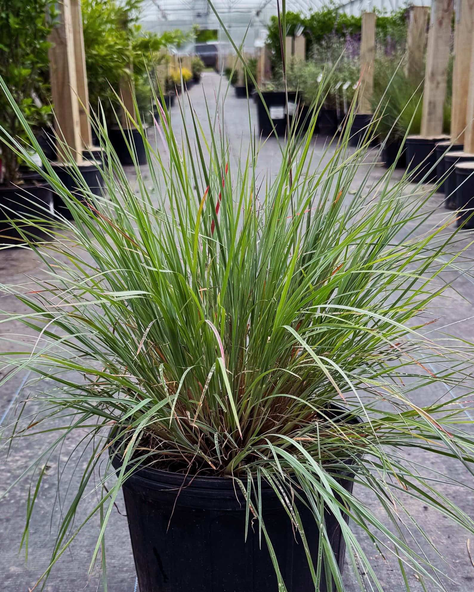 Little Bluestem - Main Image