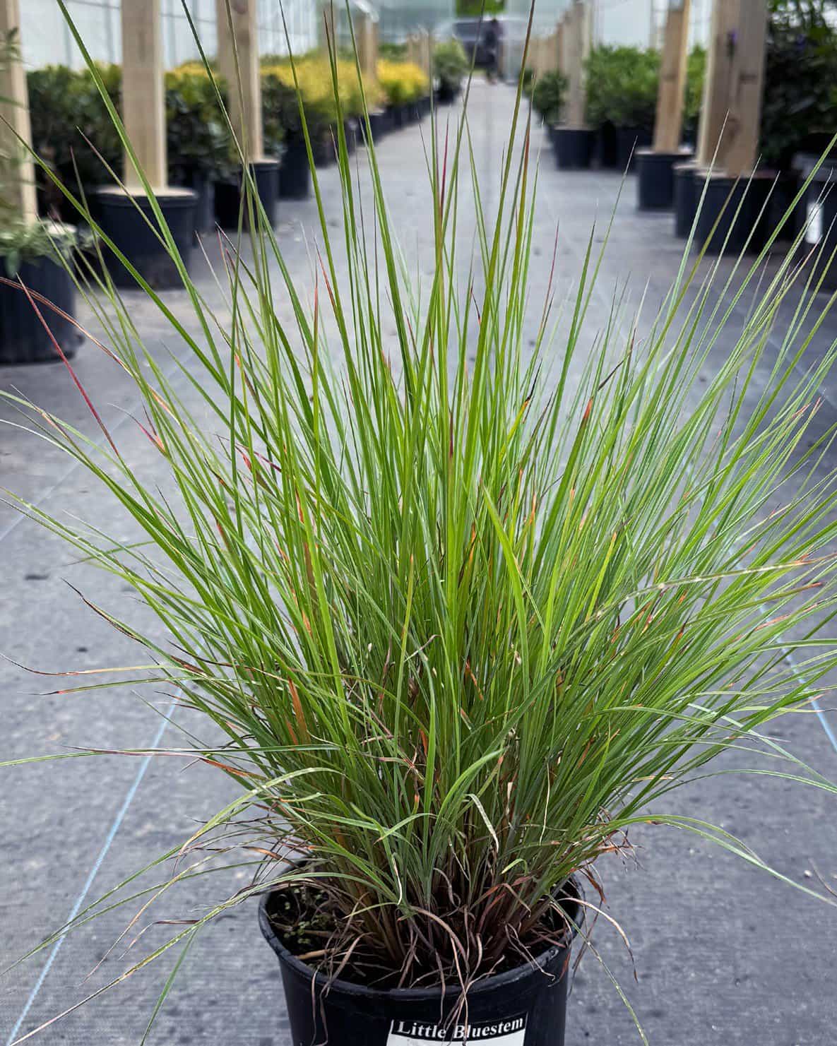 Little Bluestem - view 3